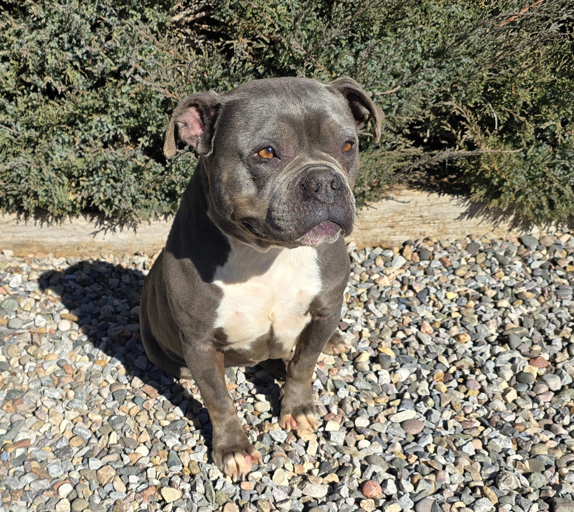 Fabulous Ms Fiore ~ Precious Pocket Bully = WOW !!!, a Adoptable American Bully in Albuquerque, NM image 3/5