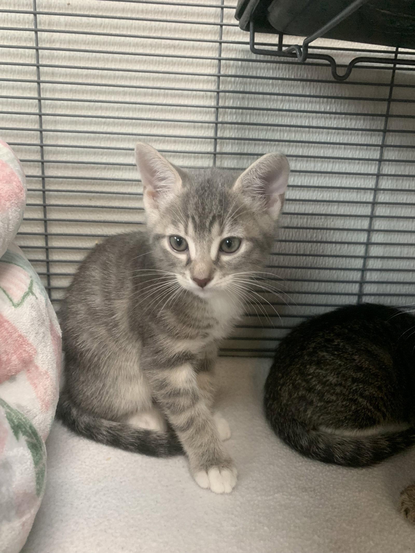 Oyster, Adoptable, Kitten Male Domestic Short Hair.