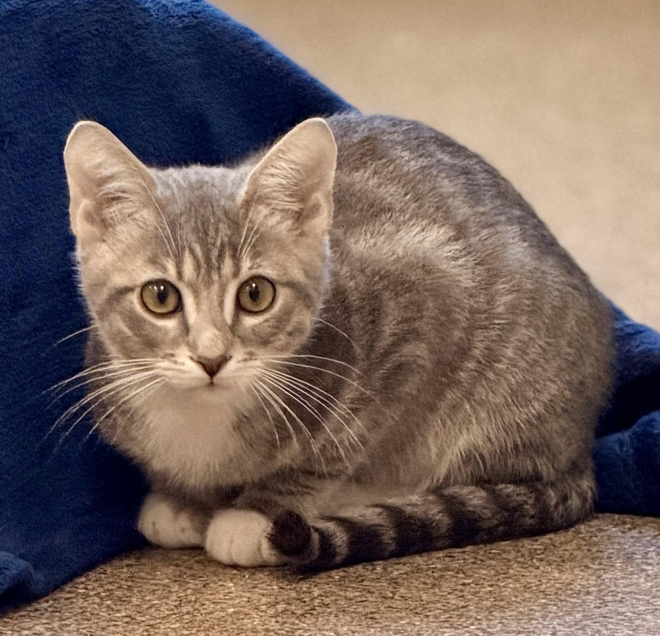 Enlarge Oyster, a Adoptable Domestic Short Hair in Sanford, FL image 2/2