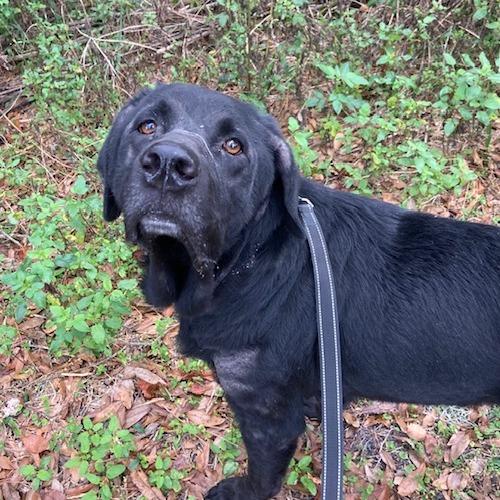 Enlarge Zedd, a Adoptable Mixed Breed in Jacksonville, FL image 1/3