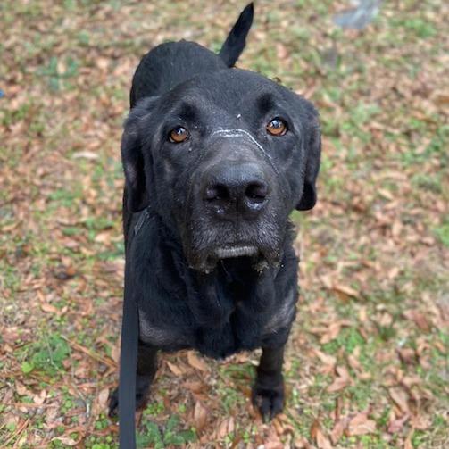 Enlarge Zedd, a Adoptable Mixed Breed in Jacksonville, FL image 2/3