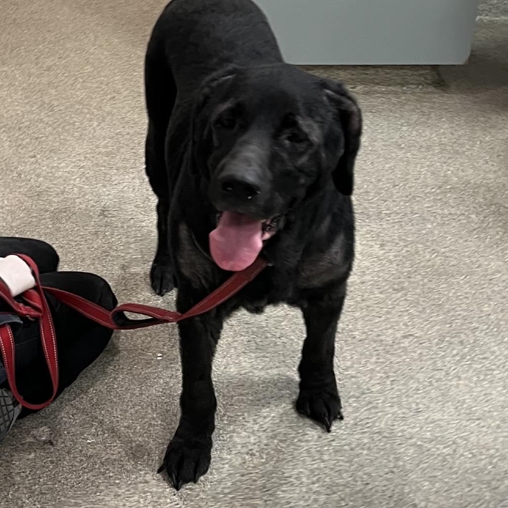 Enlarge Zedd, a Adoptable Mixed Breed in Jacksonville, FL image 3/3