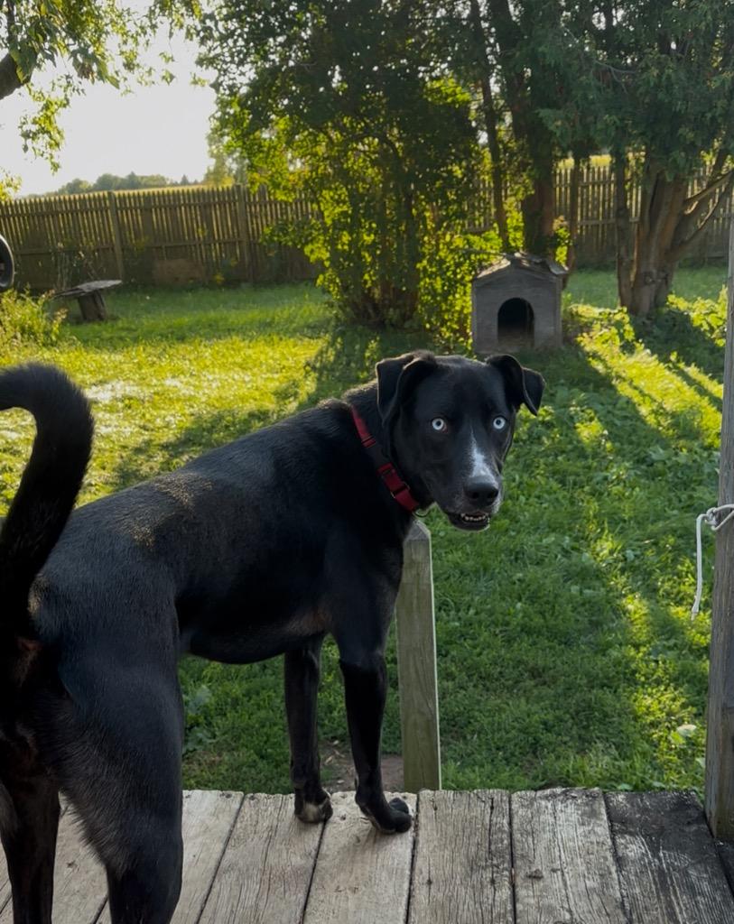 Marilyn, a Adoptable mixed breed in Fond Du Lac, WI image 1/4