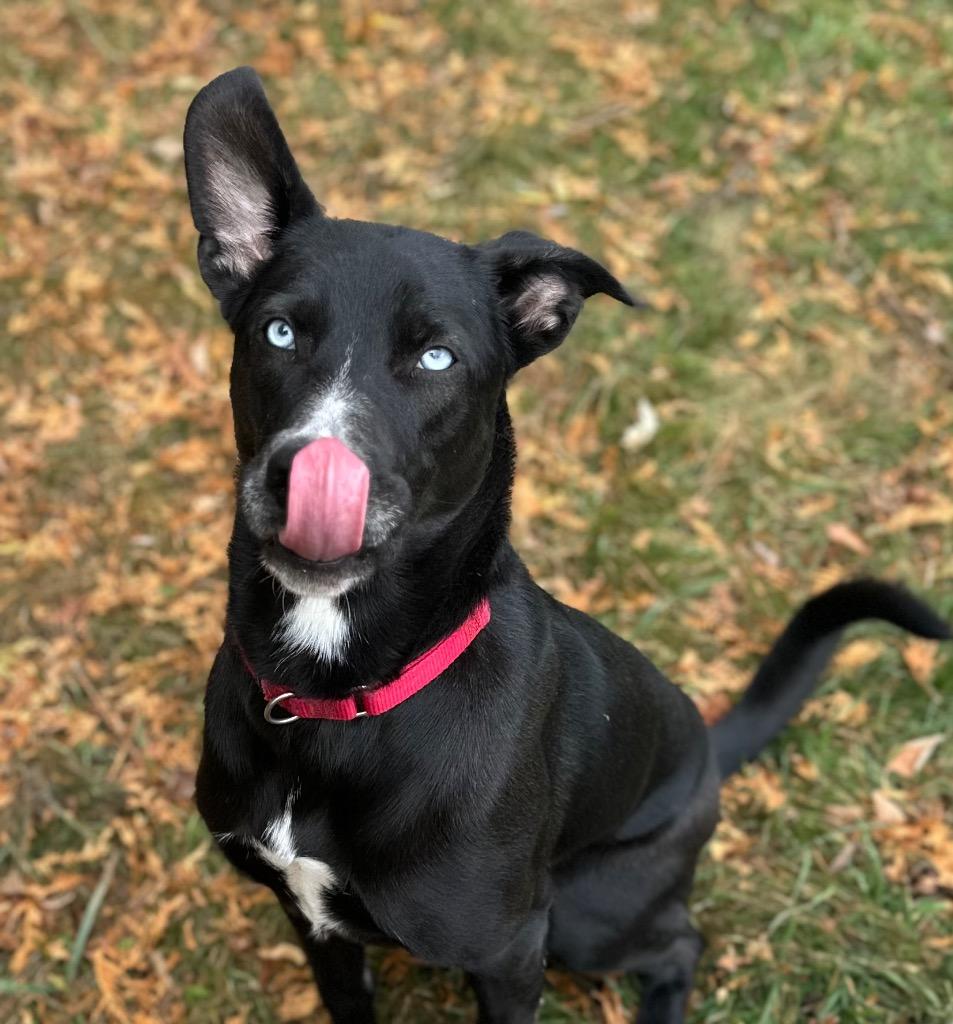 Marilyn, a Adoptable mixed breed in Fond Du Lac, WI image 2/4
