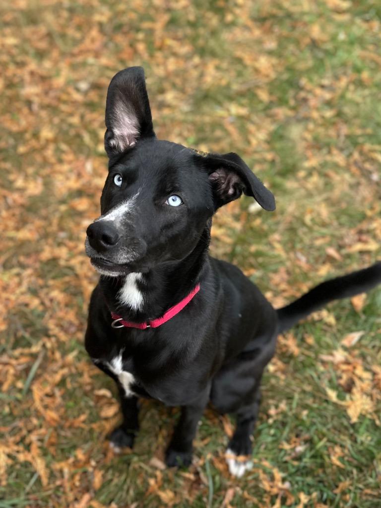 Marilyn, a Adoptable mixed breed in Fond Du Lac, WI image 3/4