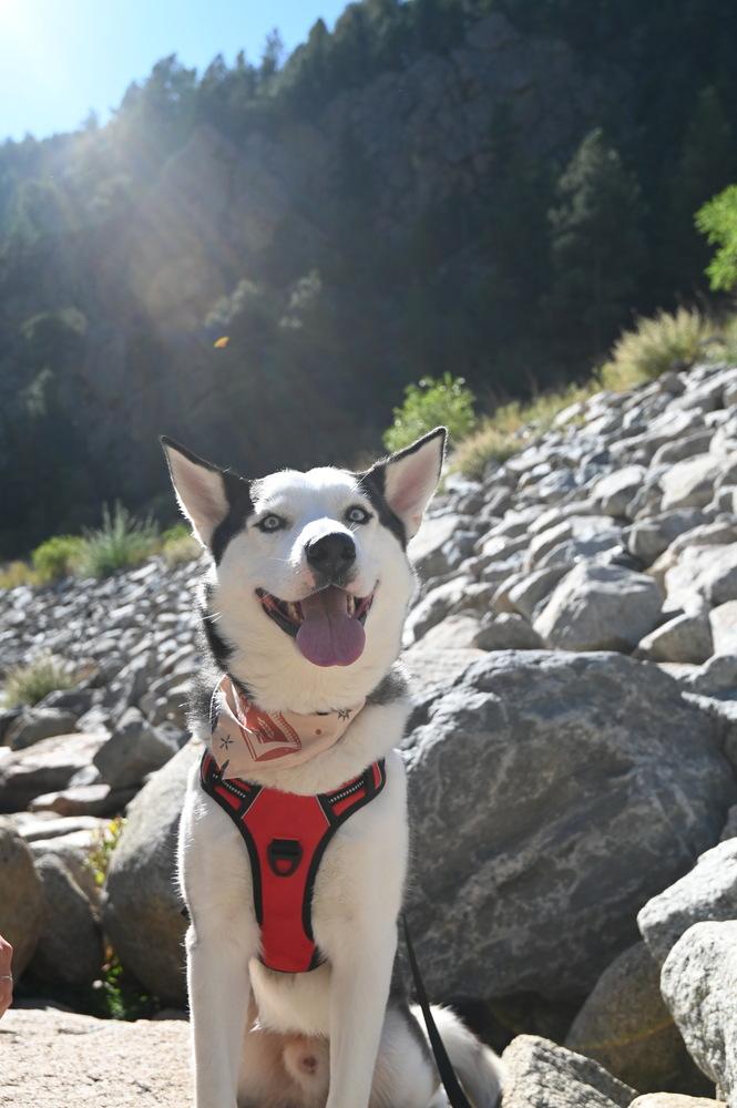 Enlarge Sheriff, a Adoptable Husky in Denver, CO image 2/6