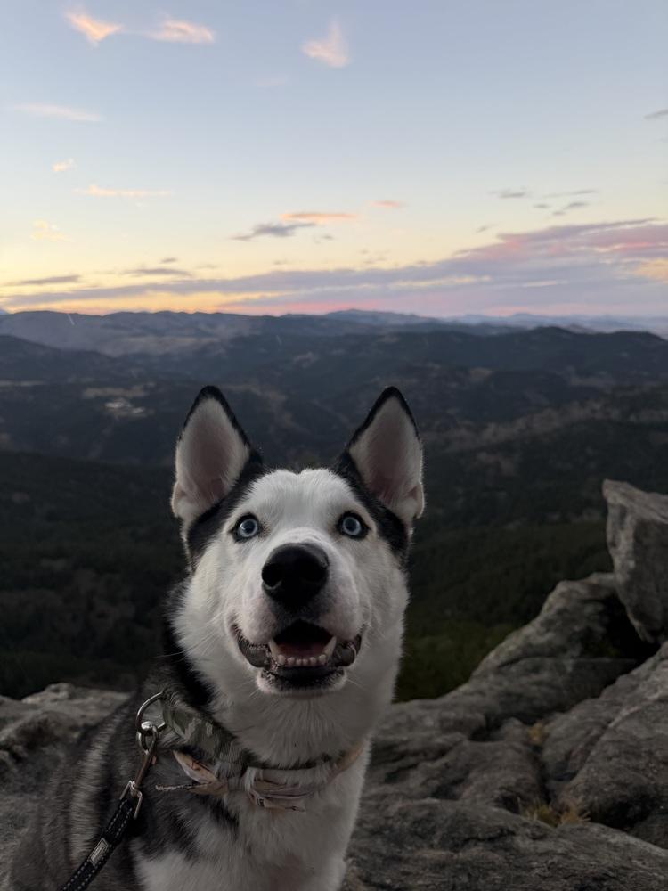 Enlarge Sheriff, a Adoptable Husky in Denver, CO image 3/6