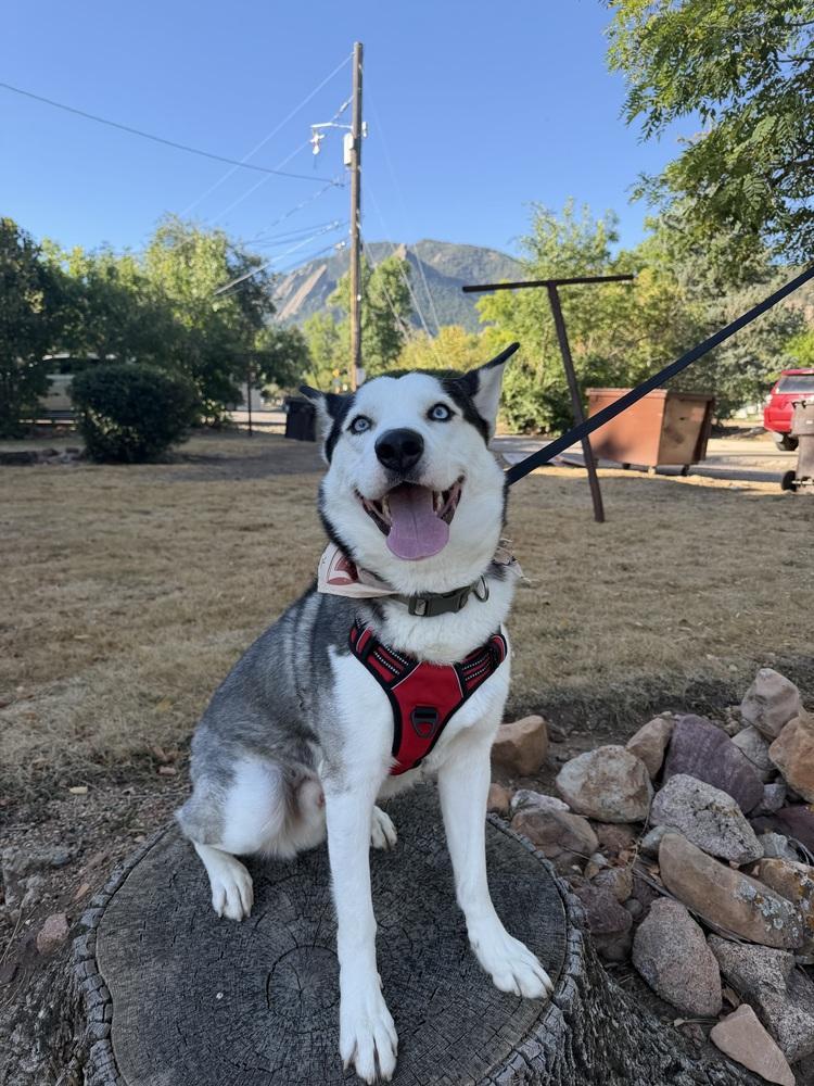 Enlarge Sheriff, a Adoptable Husky in Denver, CO image 4/6