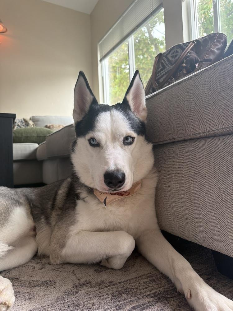 Enlarge Sheriff, a Adoptable Husky in Denver, CO image 5/6