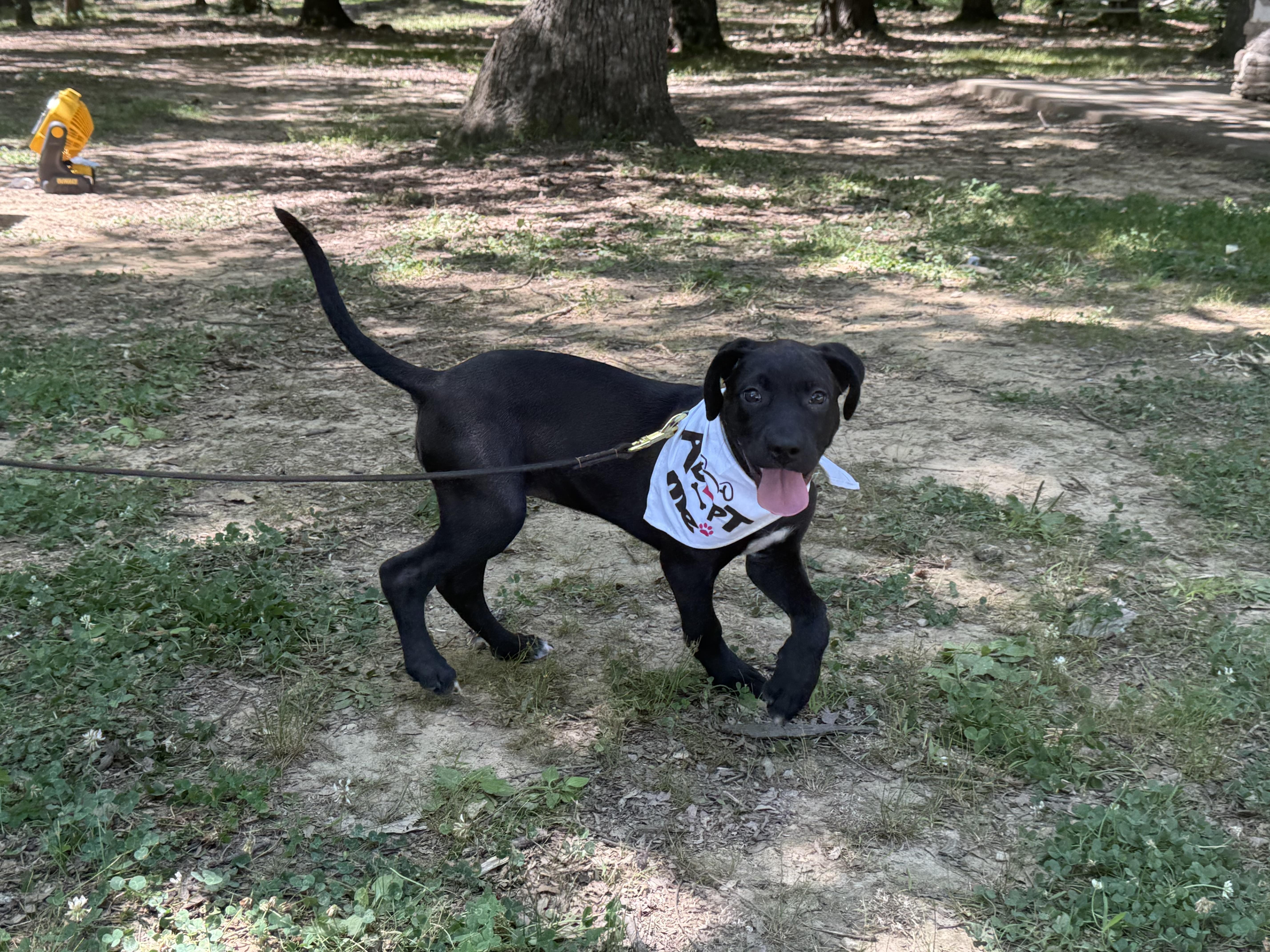 Junie, ADOPTABLE, Puppy Female Black Labrador Retriever.