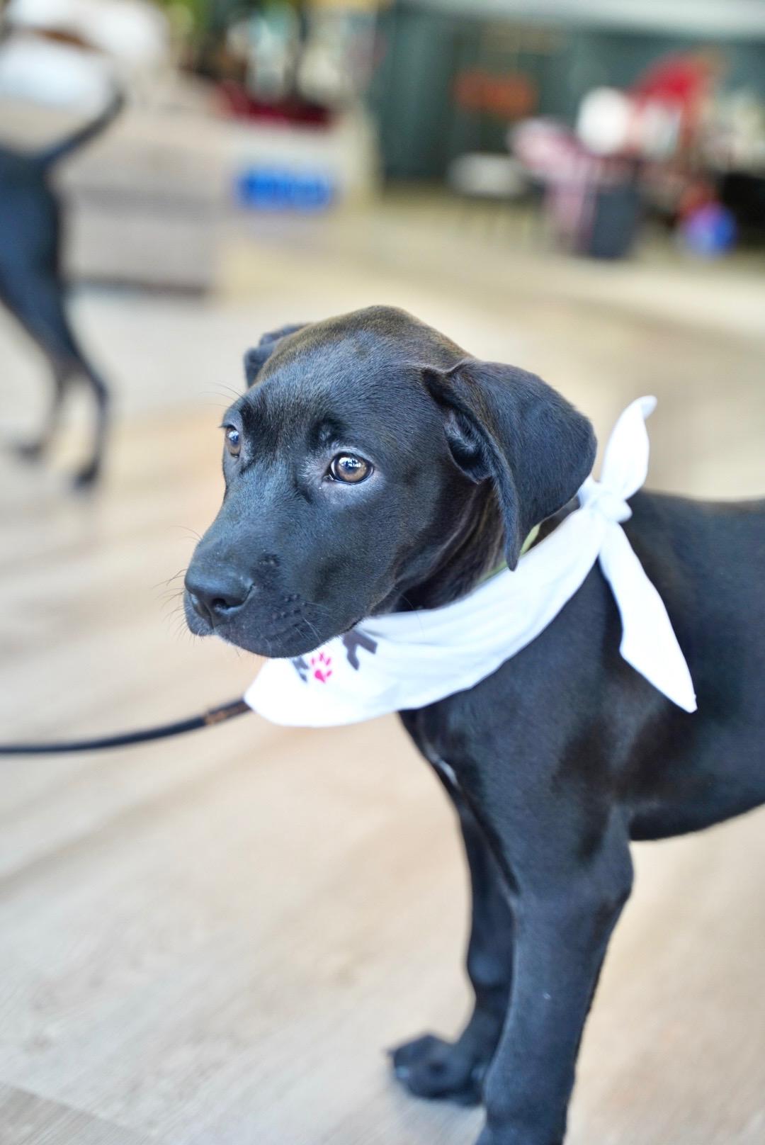 Junie, ADOPTABLE, Puppy Female Black Labrador Retriever.