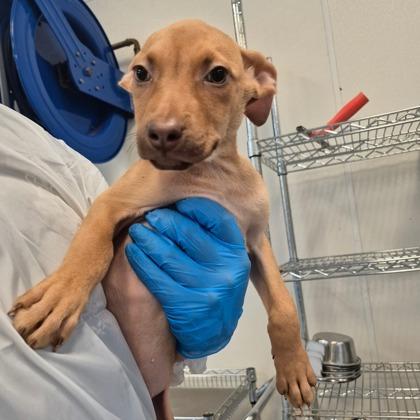 Jocelyn, Adoptable, Puppy Female Vizsla & German Pinscher.