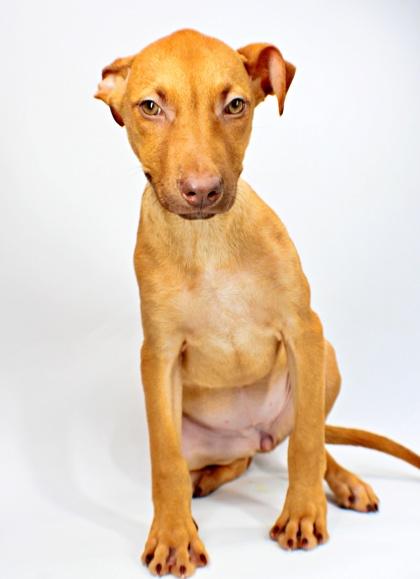 Enlarge Jocelyn, a Adoptable mixed breed in Morton Grove, IL image 2/3