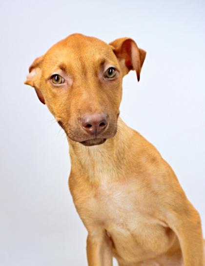 Enlarge Jocelyn, a Adoptable mixed breed in Morton Grove, IL image 3/3