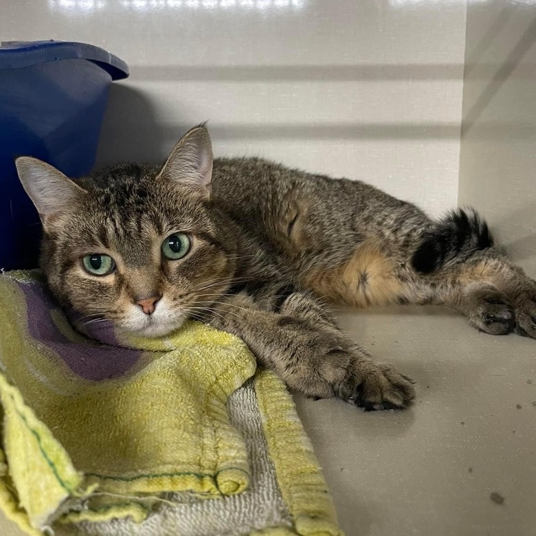 Enlarge Carmel, an adoptable Domestic Short Hair in Grand Rapids, MI image 2/6