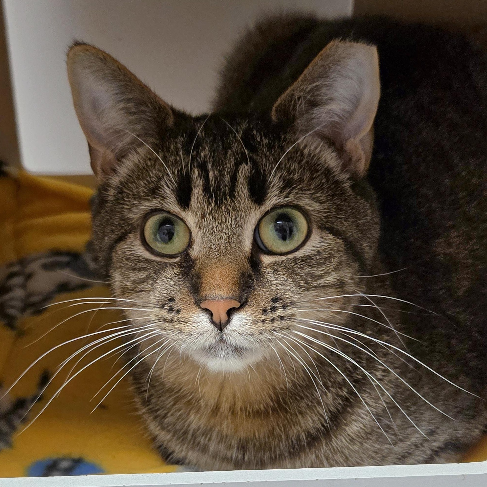 Enlarge Carmel, an adoptable Domestic Short Hair in Grand Rapids, MI image 1/6