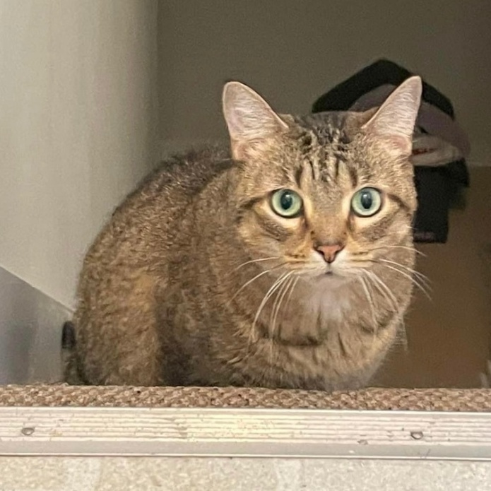 Enlarge Carmel, an adoptable Domestic Short Hair in Grand Rapids, MI image 3/6