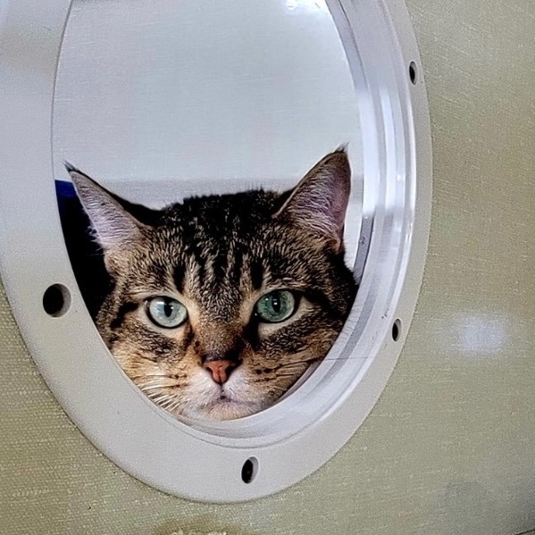 Enlarge Carmel, an adoptable Domestic Short Hair in Grand Rapids, MI image 4/6