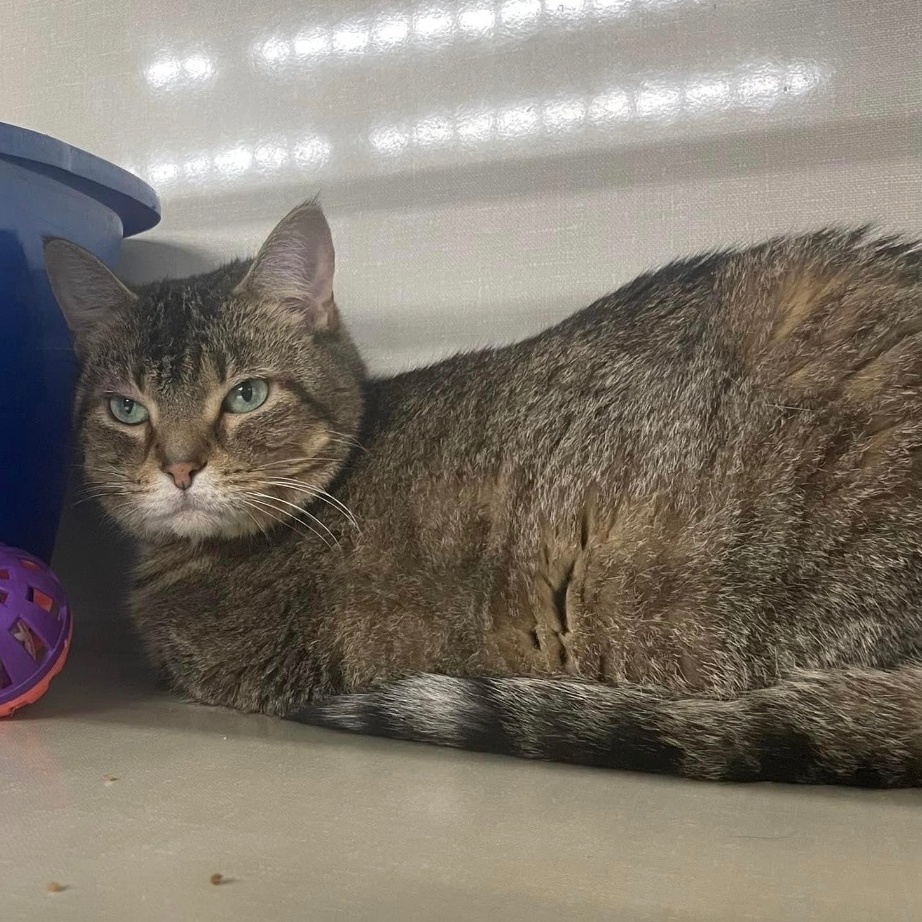 Enlarge Carmel, an adoptable Domestic Short Hair in Grand Rapids, MI image 5/6