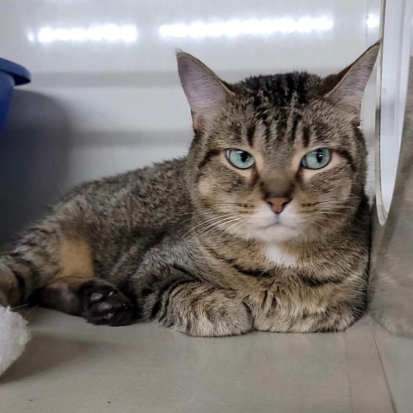 Enlarge Carmel, an adoptable Domestic Short Hair in Grand Rapids, MI image 6/6