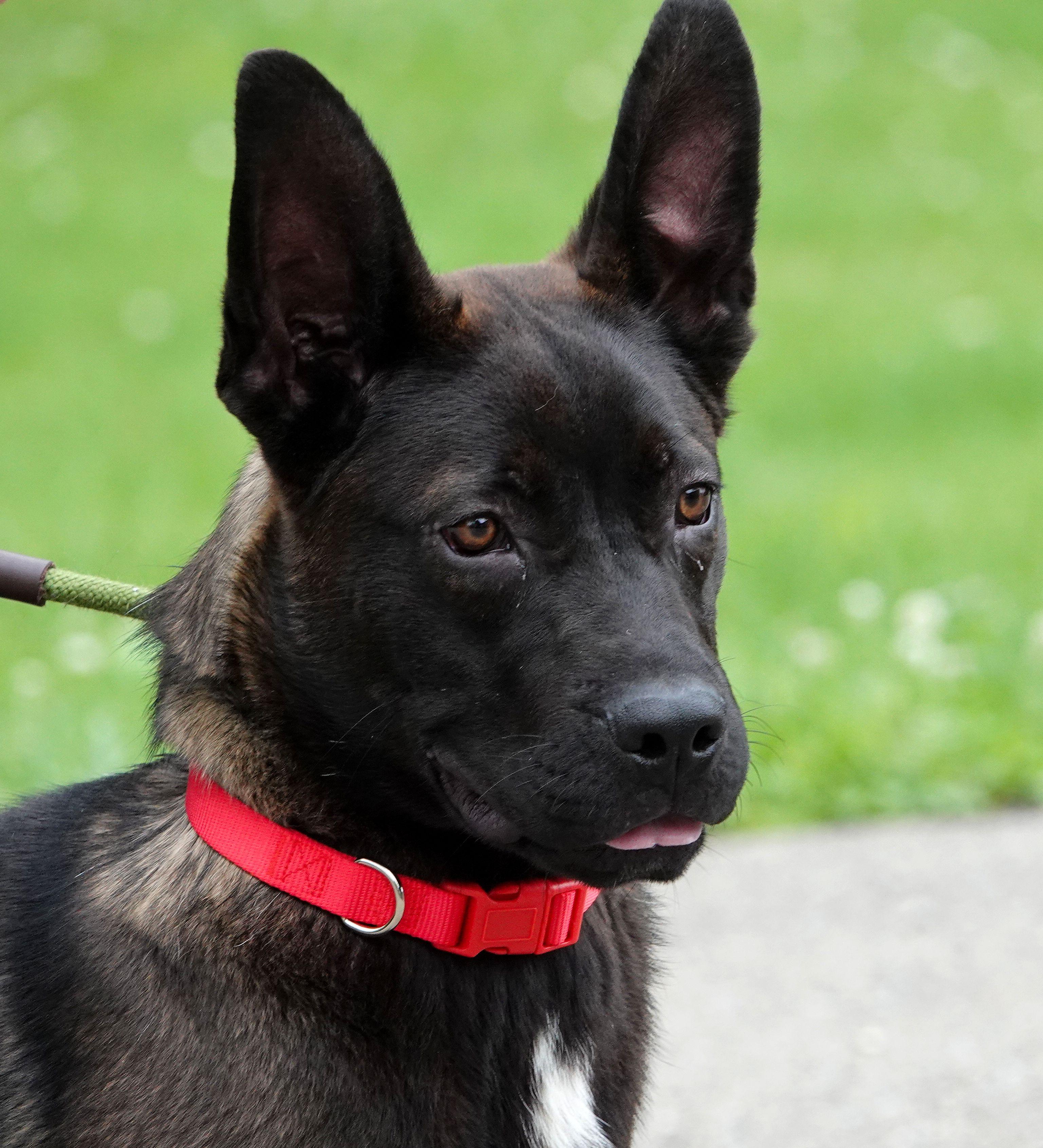 Enlarge Flounder, an adoptable mixed breed in Millfield, OH image 1/4
