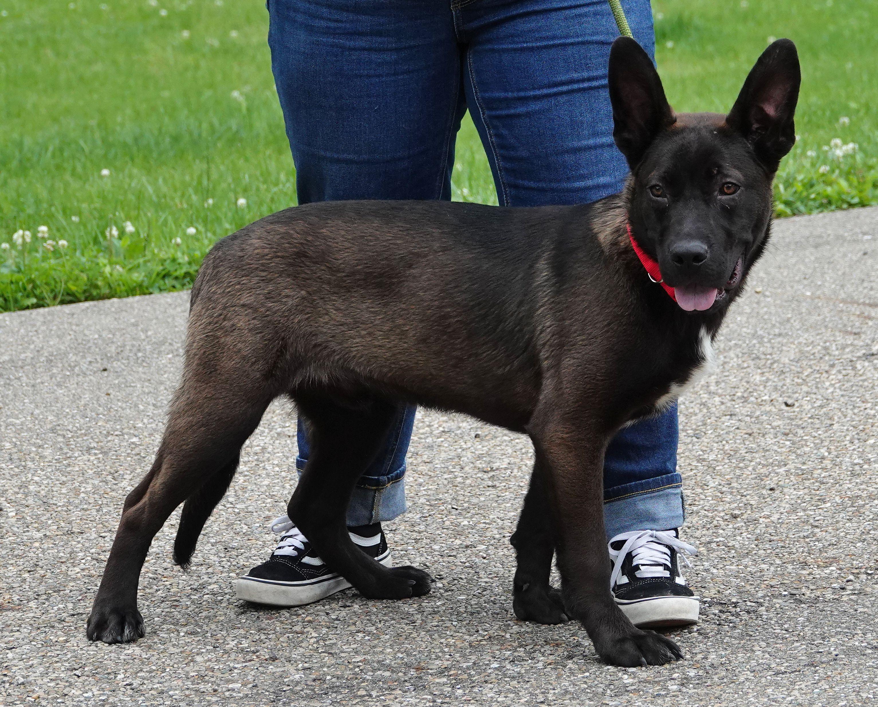 Enlarge Flounder, an adoptable mixed breed in Millfield, OH image 2/4