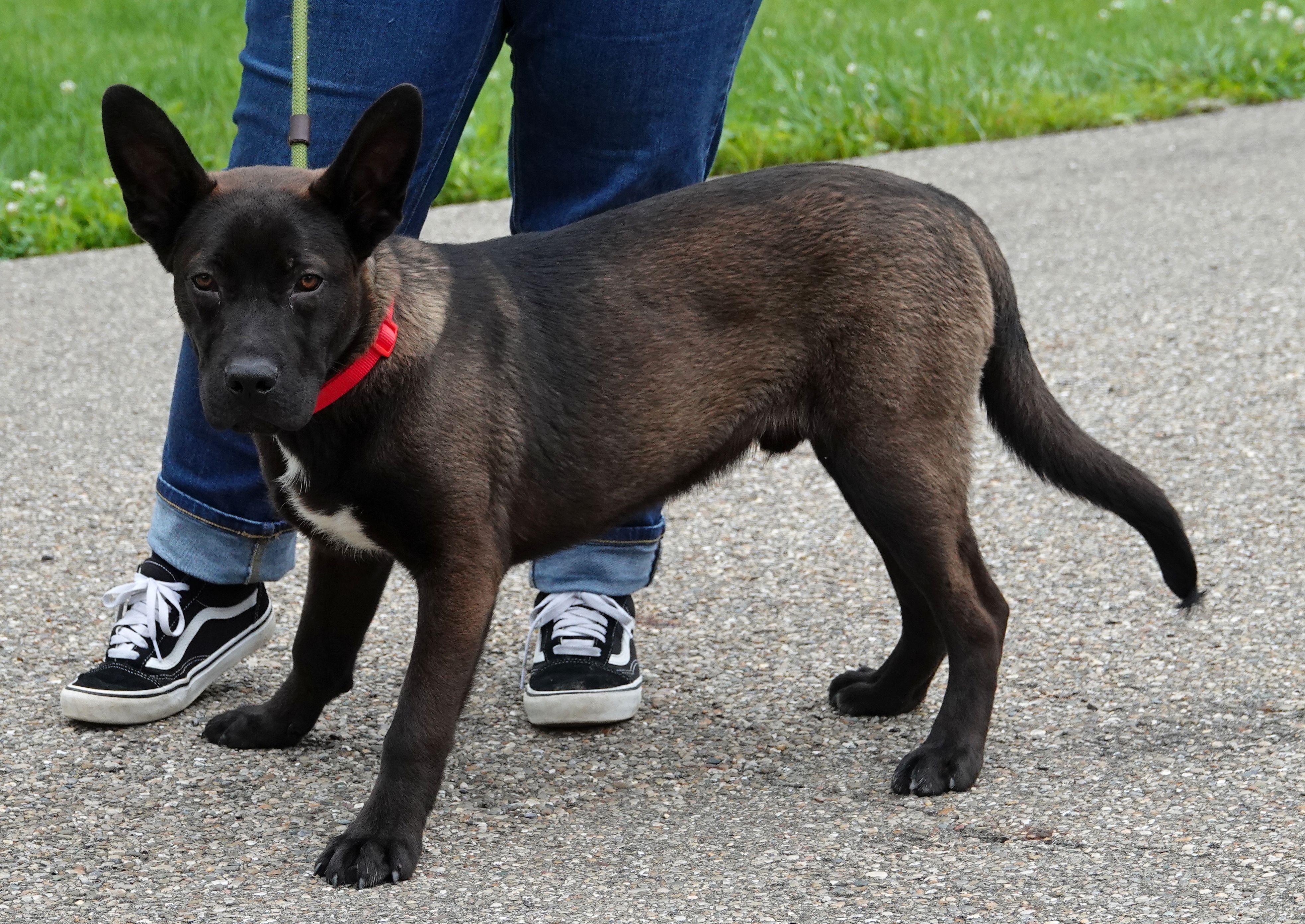 Enlarge Flounder, an adoptable mixed breed in Millfield, OH image 3/4