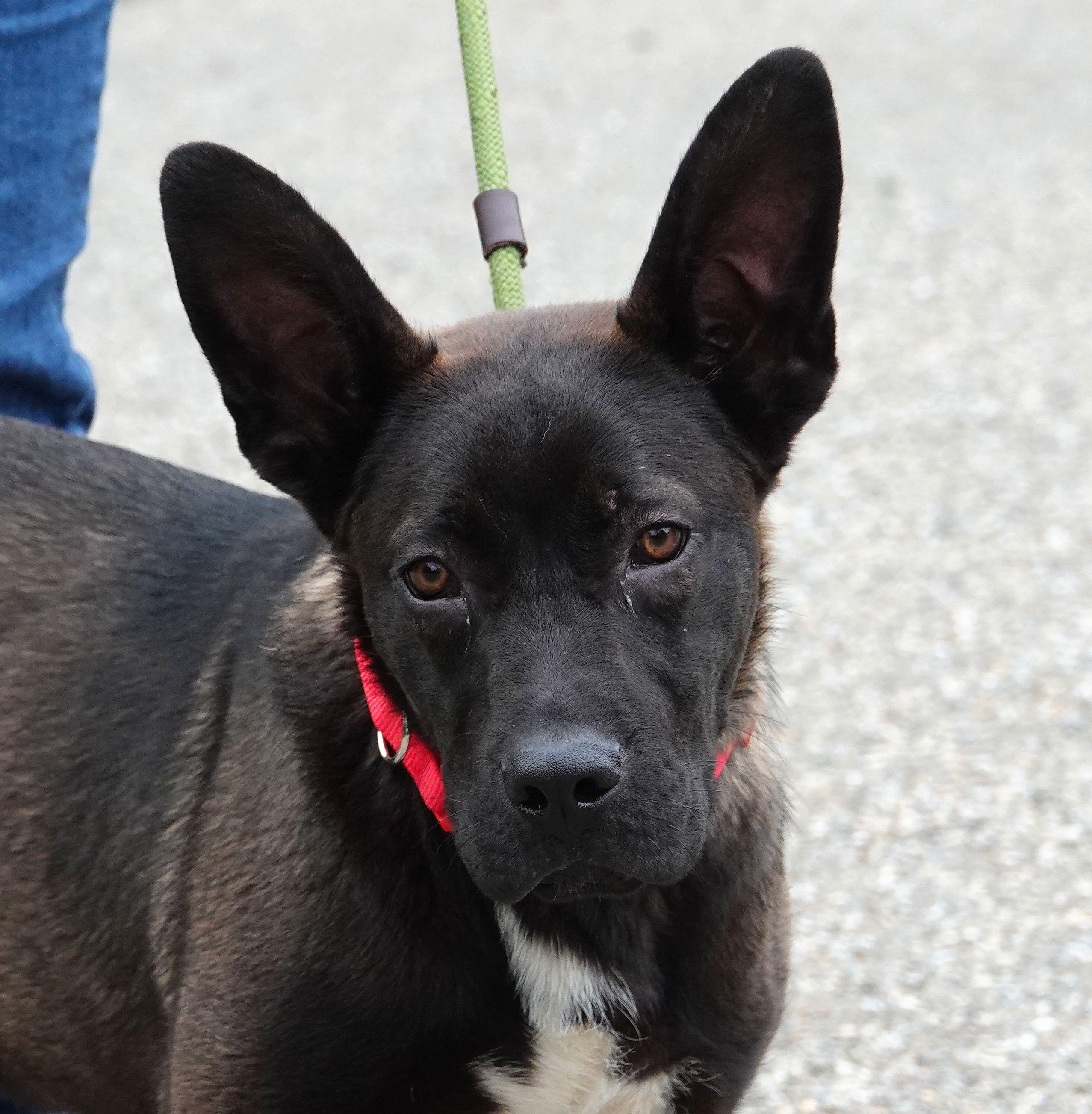 Enlarge Flounder, an adoptable mixed breed in Millfield, OH image 4/4