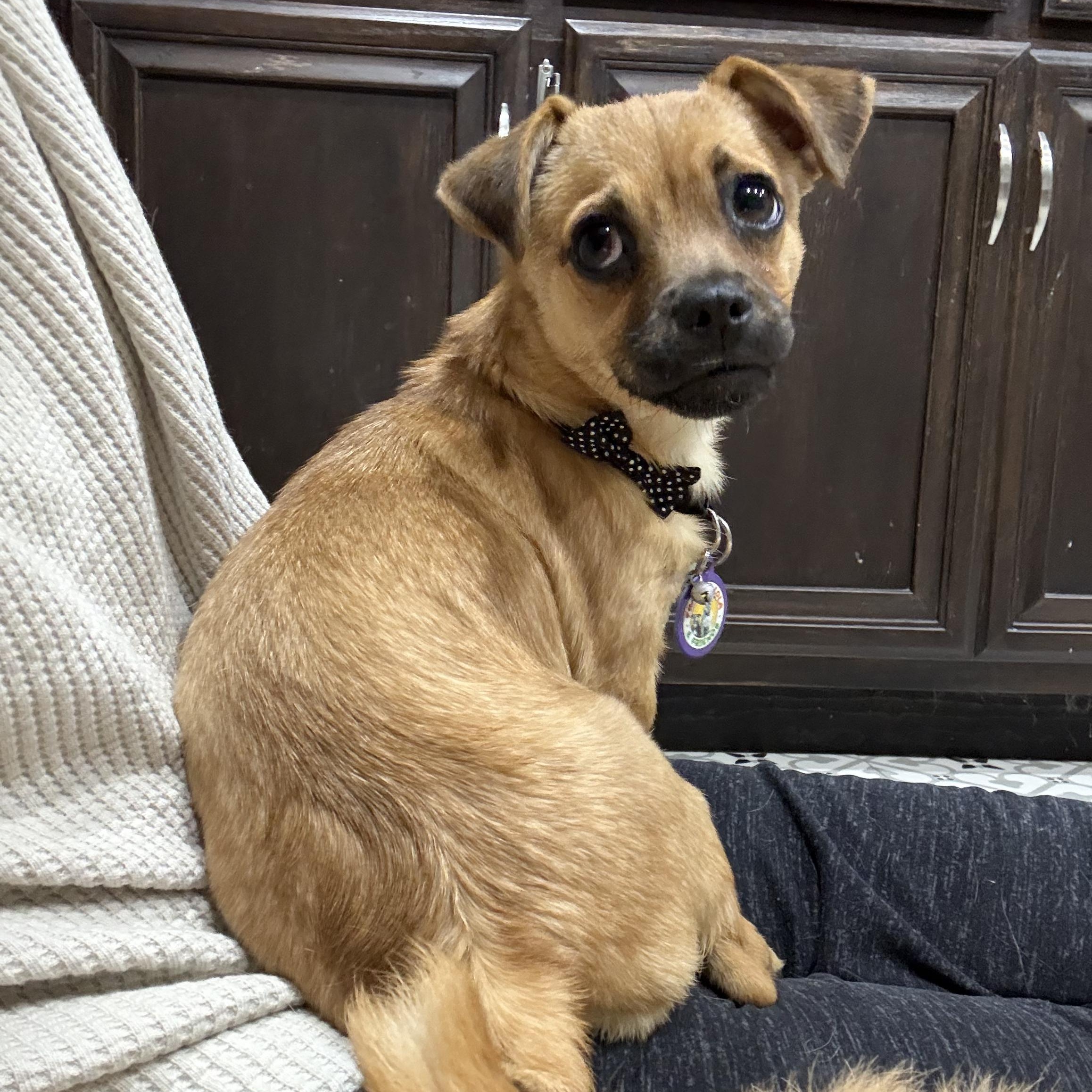 Little Mouse, adopted, Puppy Female Puggle & Chihuahua.