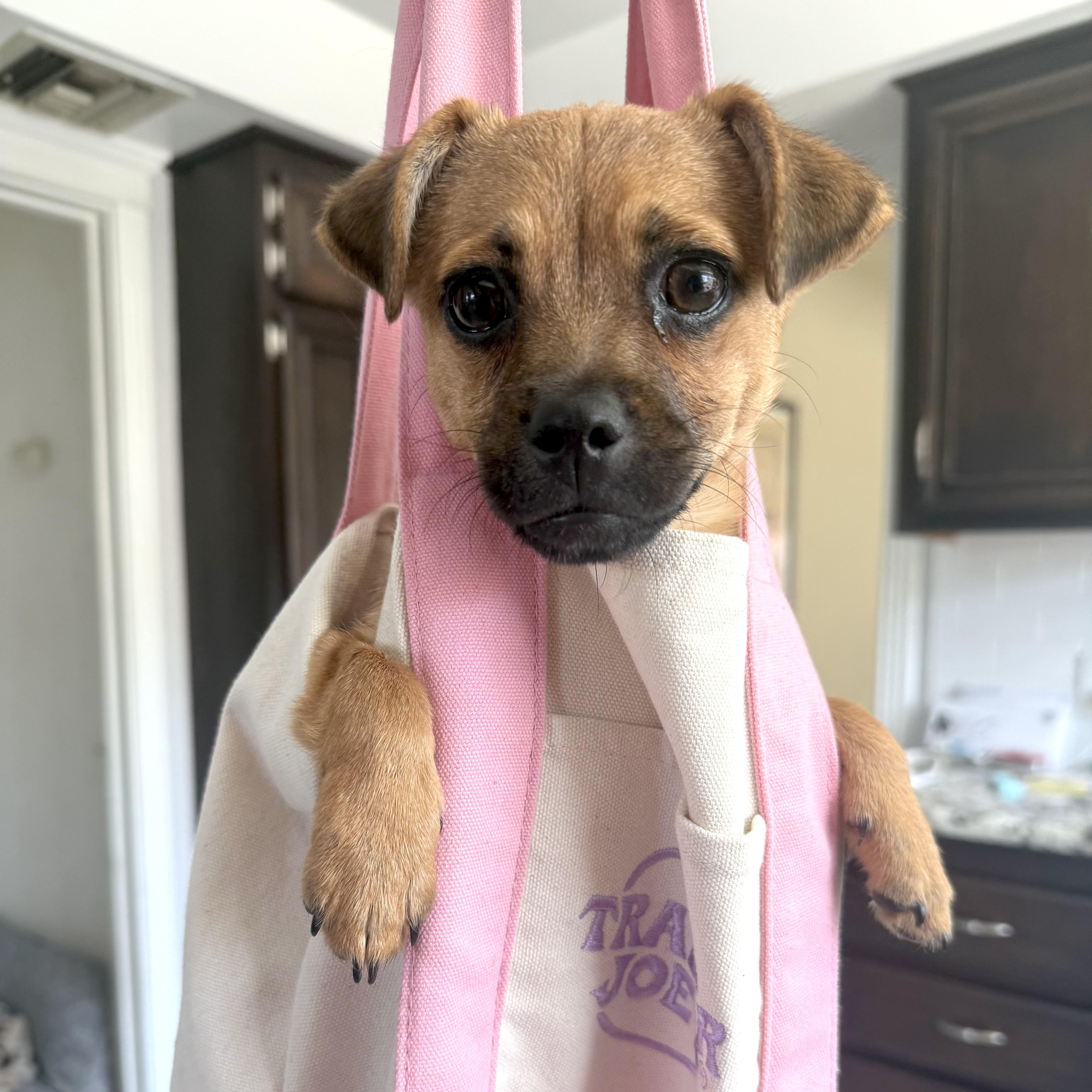 Enlarge Little Mouse, an adopted mixed breed in Sun Valley, CA image 6/6