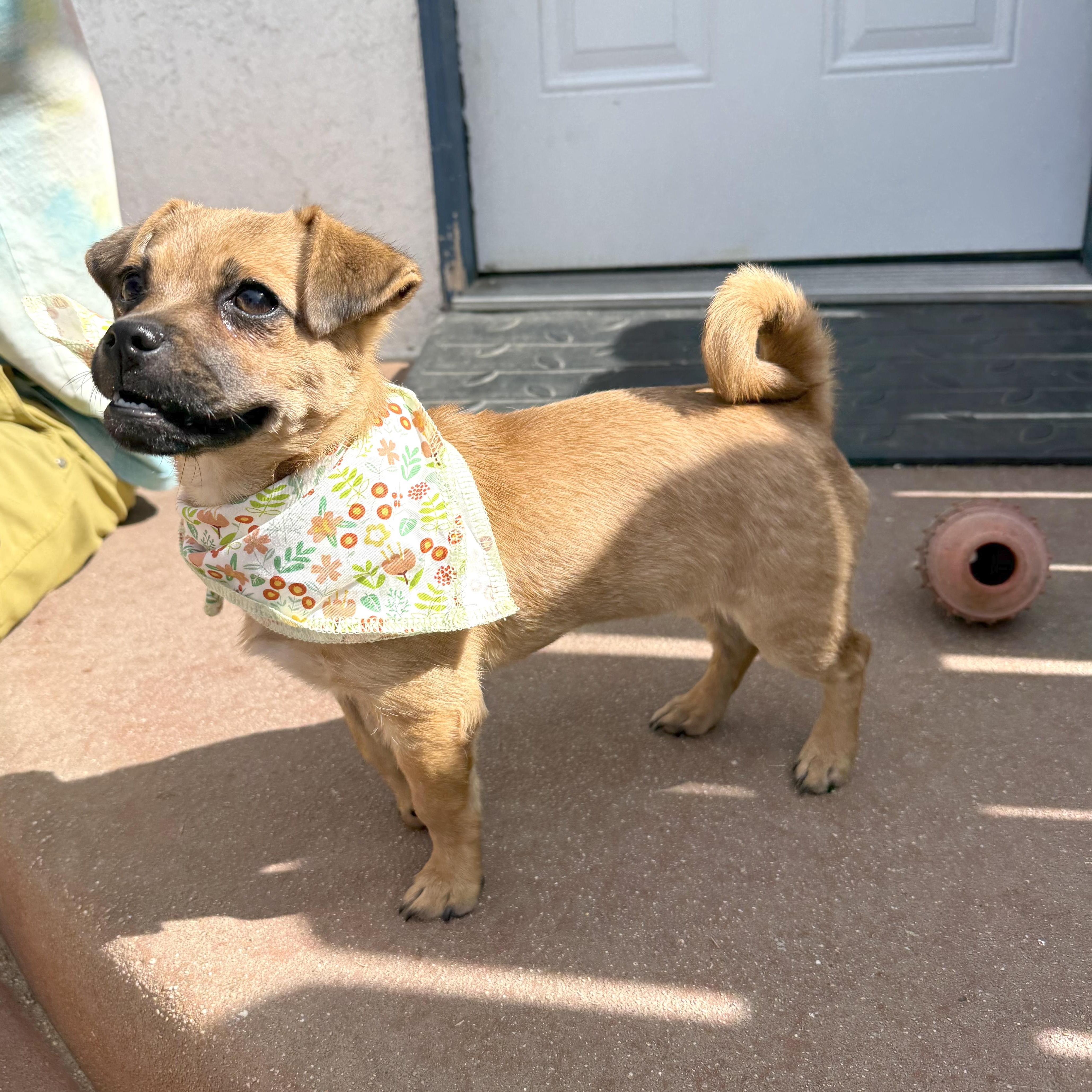 Enlarge Little Mouse, an adopted mixed breed in Sun Valley, CA image 4/6