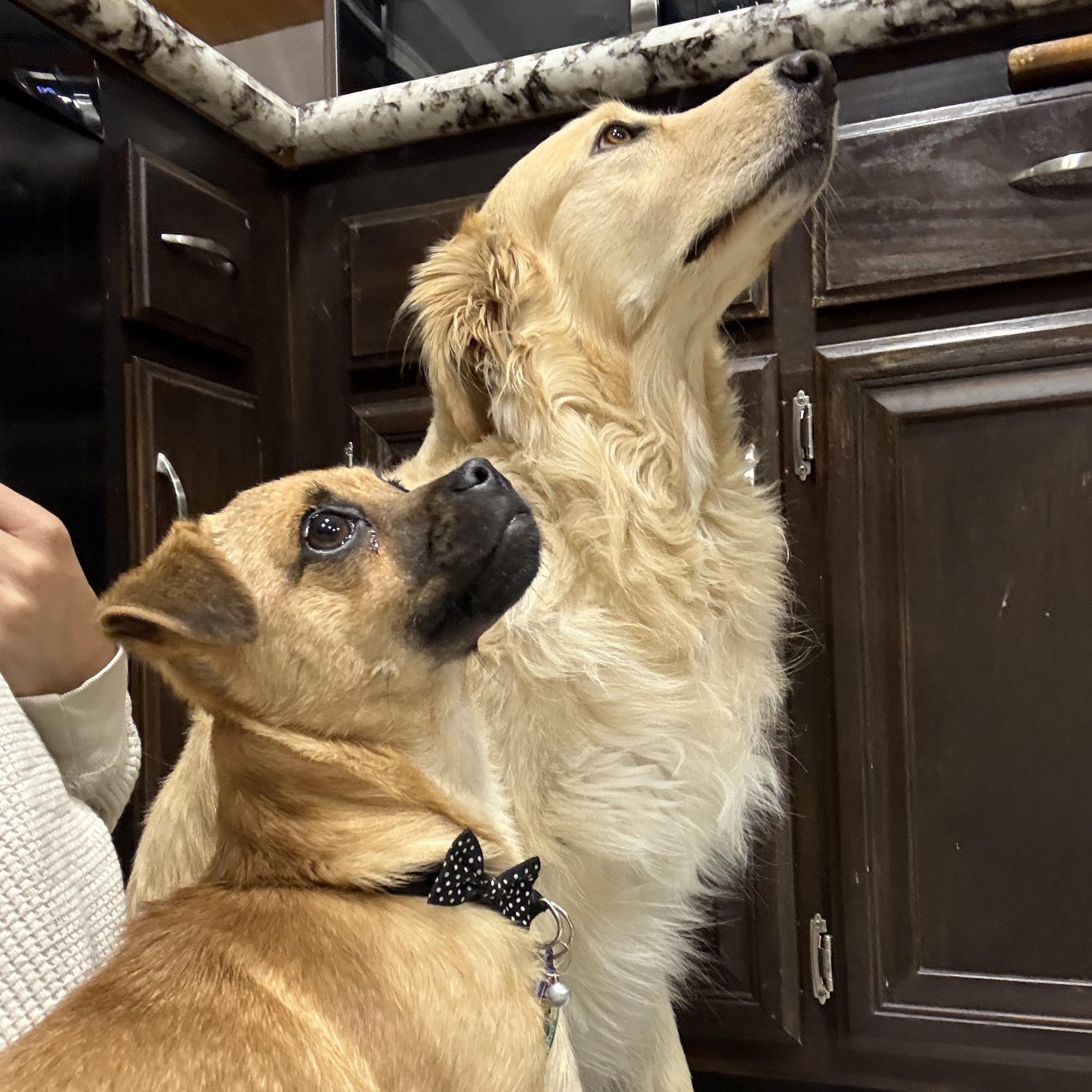 Enlarge Little Mouse, an adopted mixed breed in Sun Valley, CA image 2/6