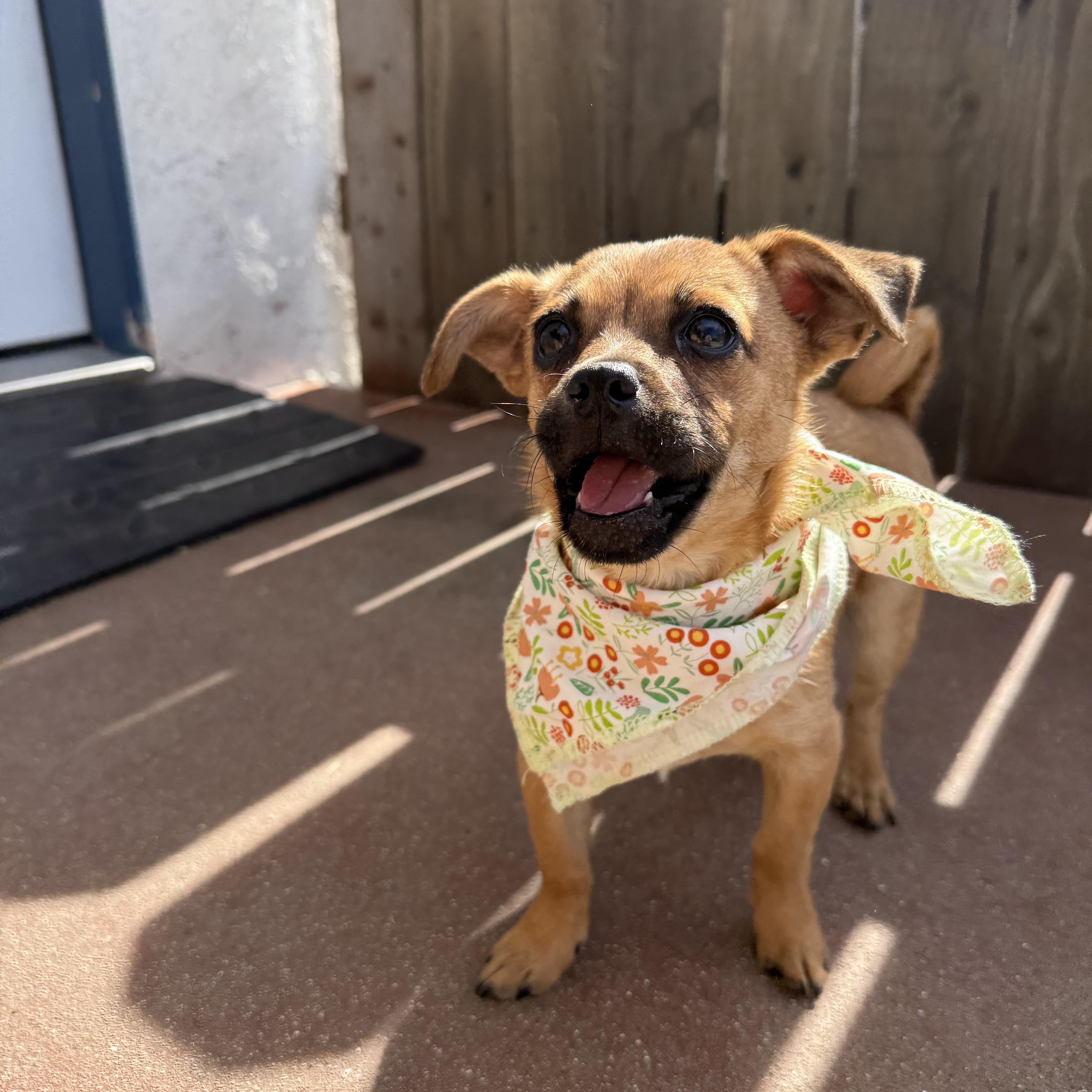Enlarge Little Mouse, an adopted mixed breed in Sun Valley, CA image 3/6