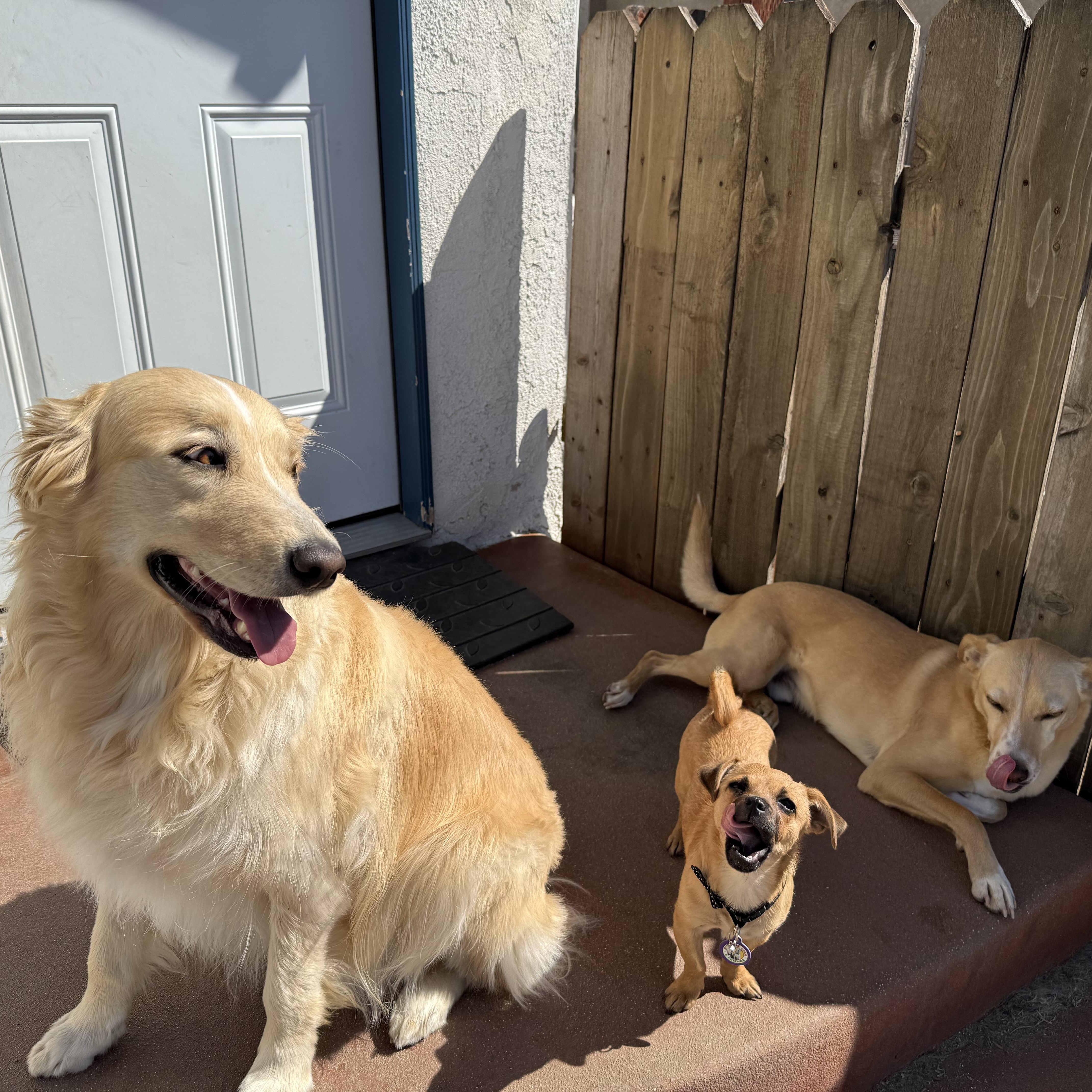 Enlarge Little Mouse, an adopted mixed breed in Sun Valley, CA image 5/6