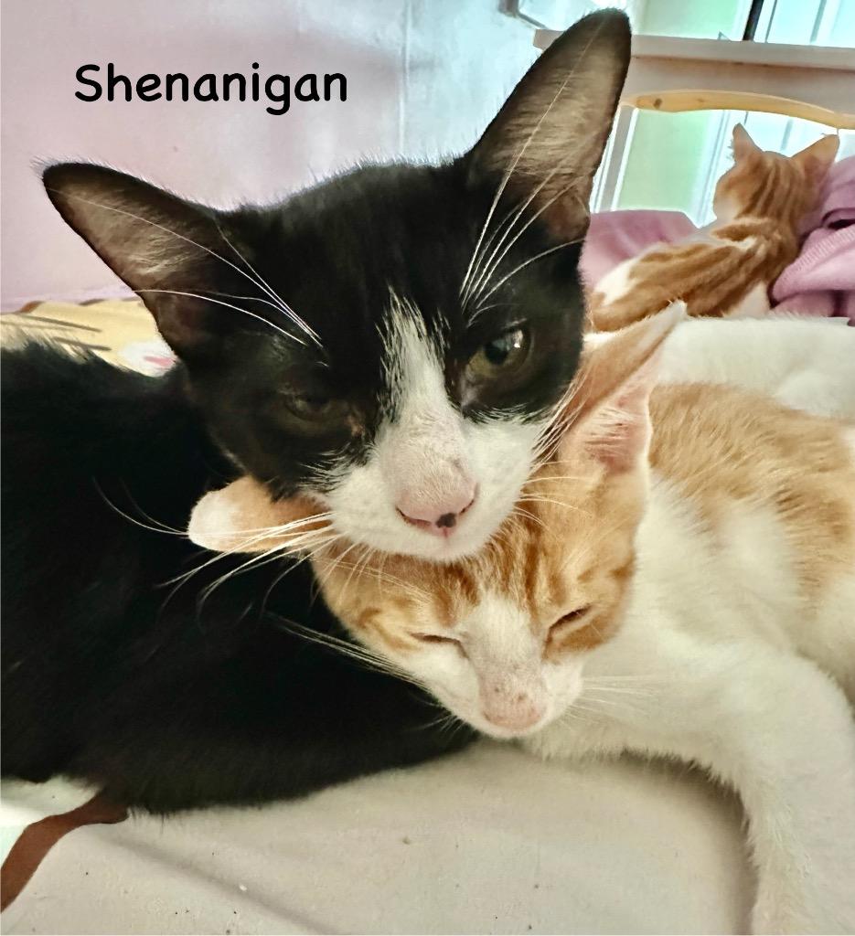 Shenanigans