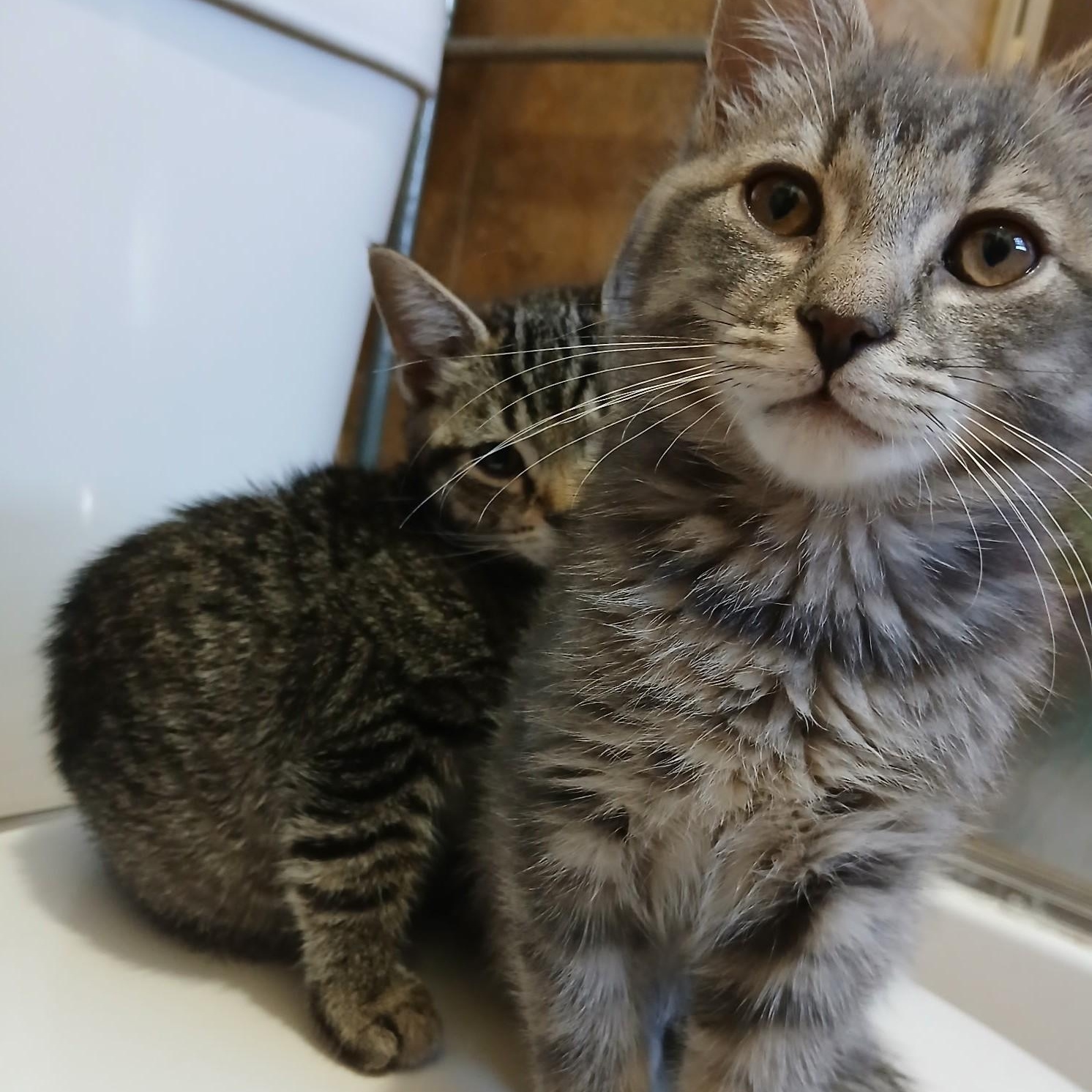 Enlarge Dean and Dallas, a ADOPTABLE Domestic Short Hair in West Orange, NJ image 2/4