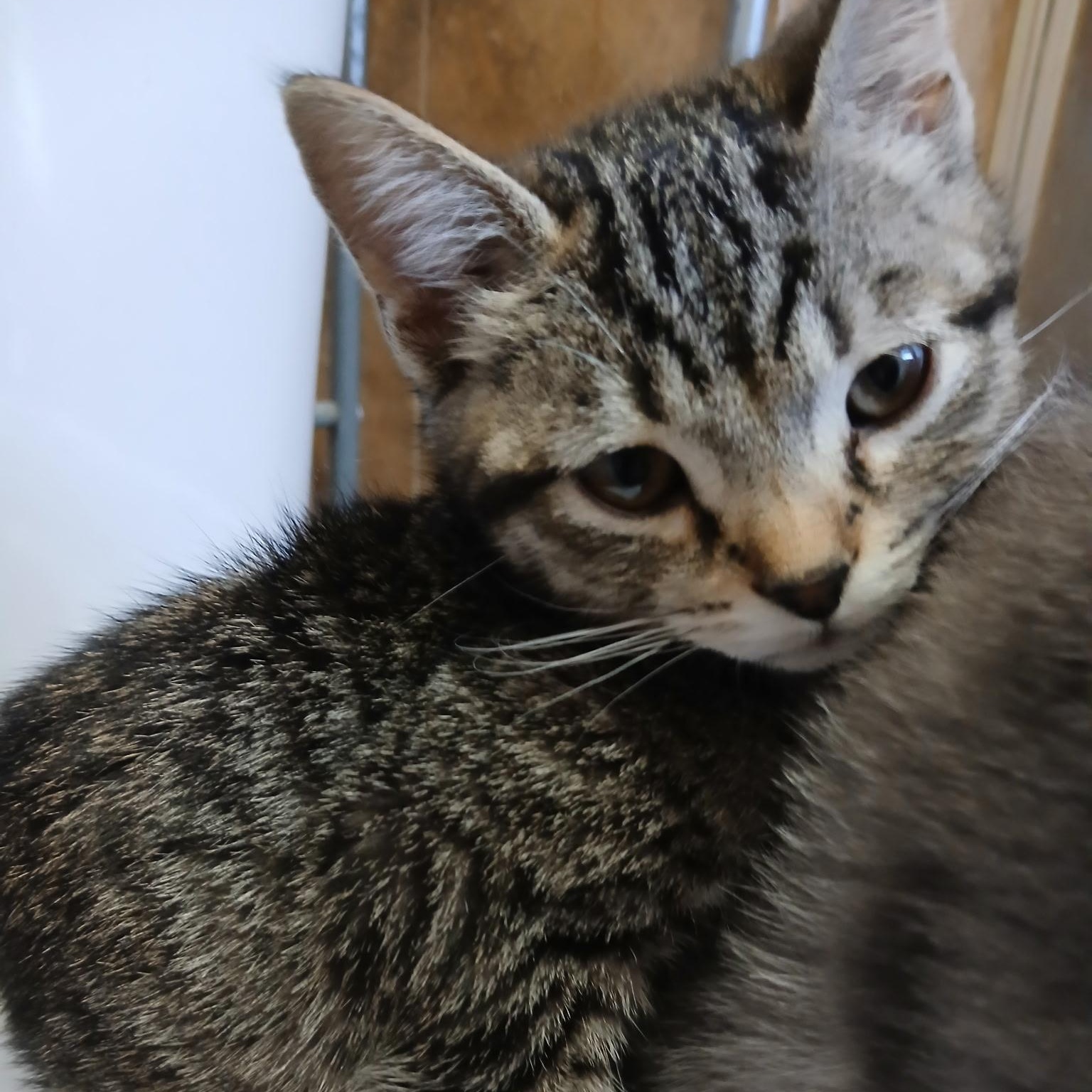 Enlarge Dean and Dallas, a ADOPTABLE Domestic Short Hair in West Orange, NJ image 3/4