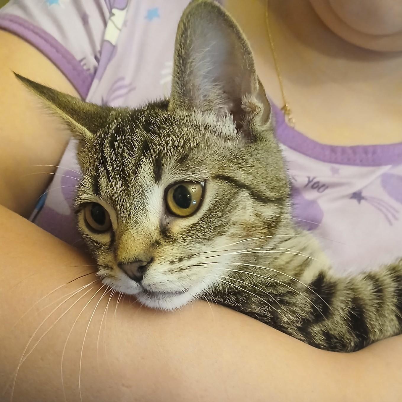 Dean, a ADOPTABLE Domestic Short Hair in West Orange, NJ image 1/3