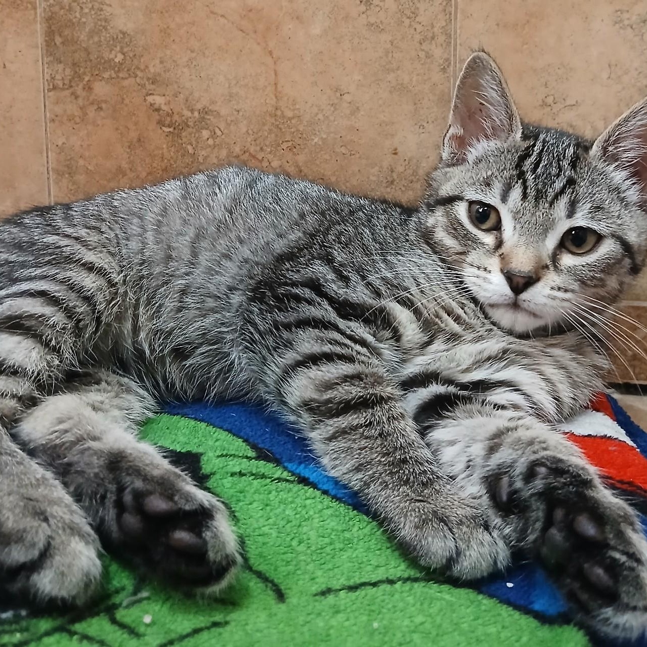Enlarge Dean and Dallas, a ADOPTABLE Domestic Short Hair in West Orange, NJ image 4/4