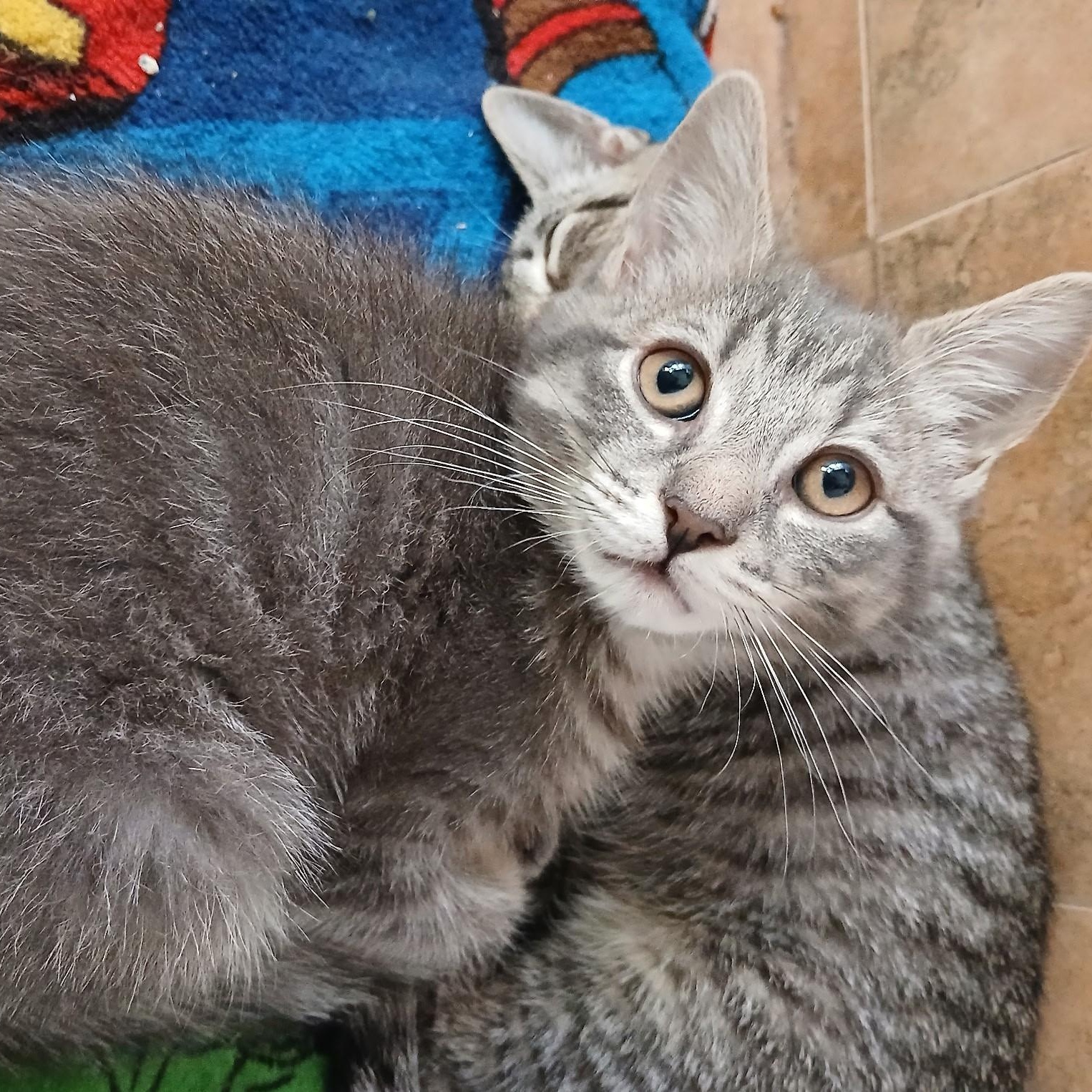 Enlarge Dean and Dallas, a ADOPTABLE Domestic Short Hair in West Orange, NJ image 1/4