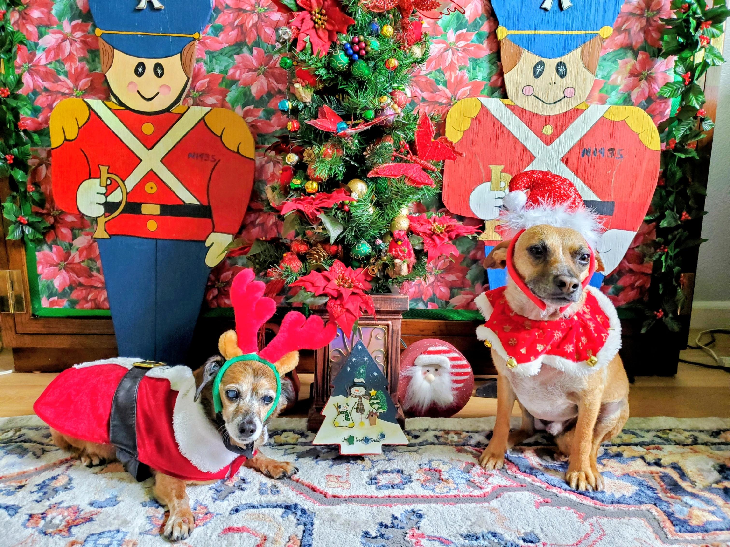 Enlarge Raymond, a ADOPTABLE mixed breed in Santa Rosa, CA image 2/6