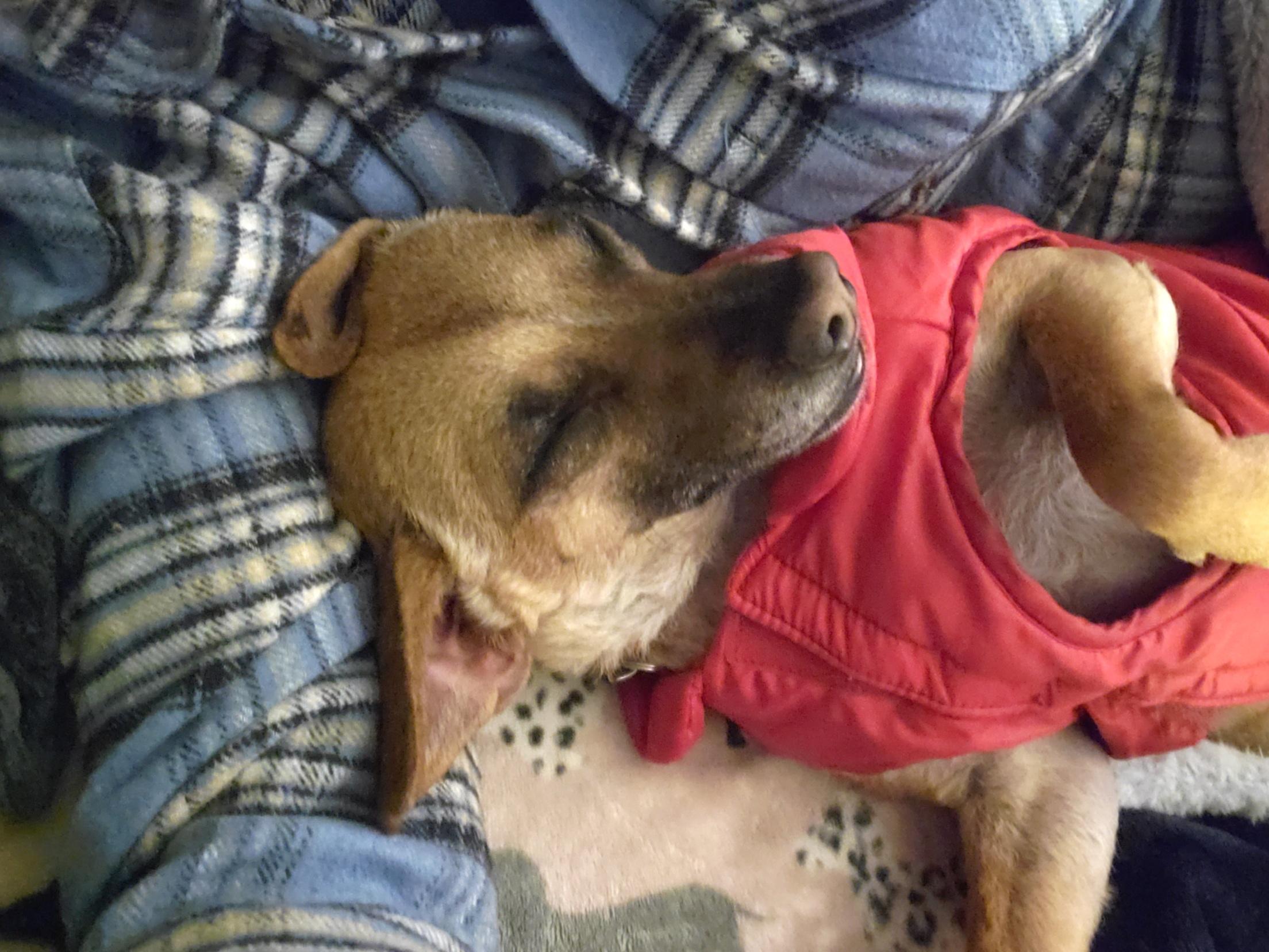 Enlarge Raymond, a ADOPTABLE mixed breed in Santa Rosa, CA image 1/6