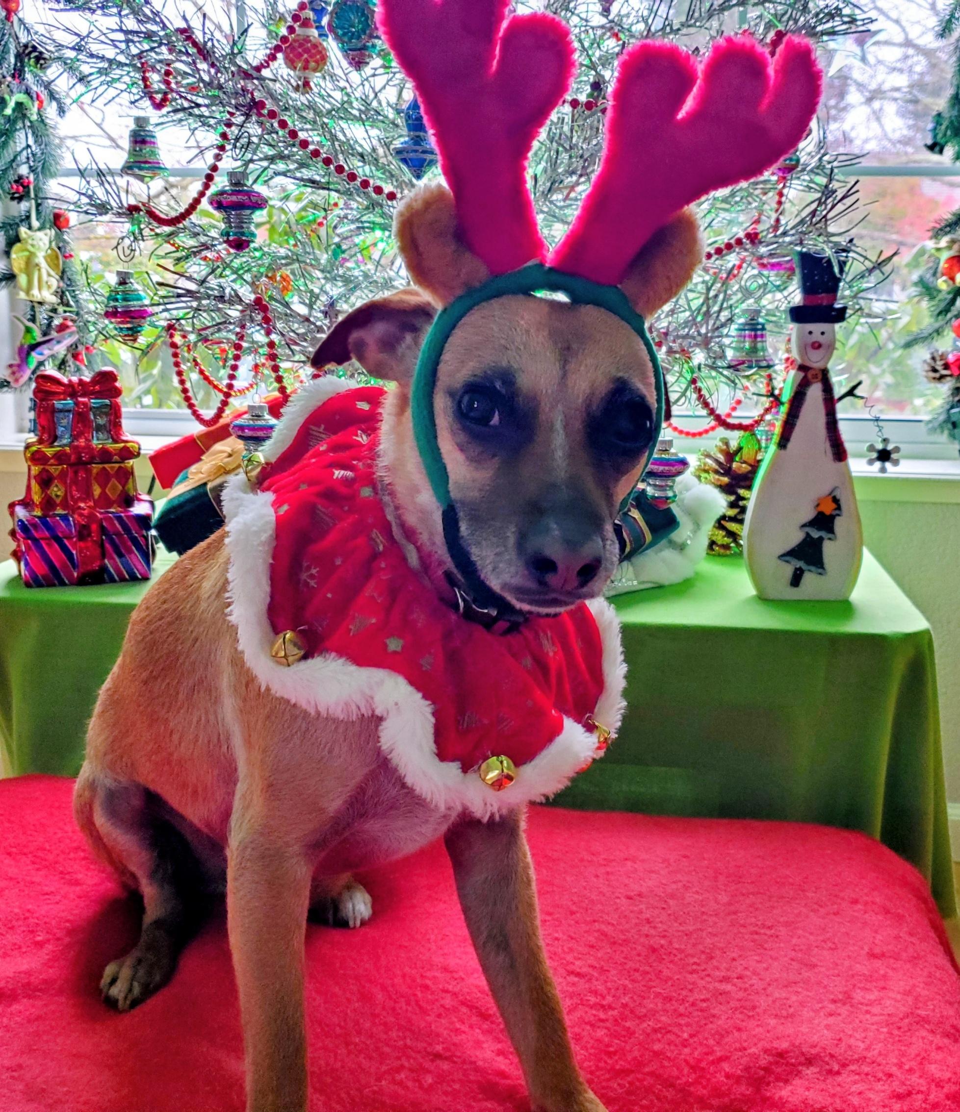 Enlarge Raymond, a ADOPTABLE mixed breed in Santa Rosa, CA image 3/6