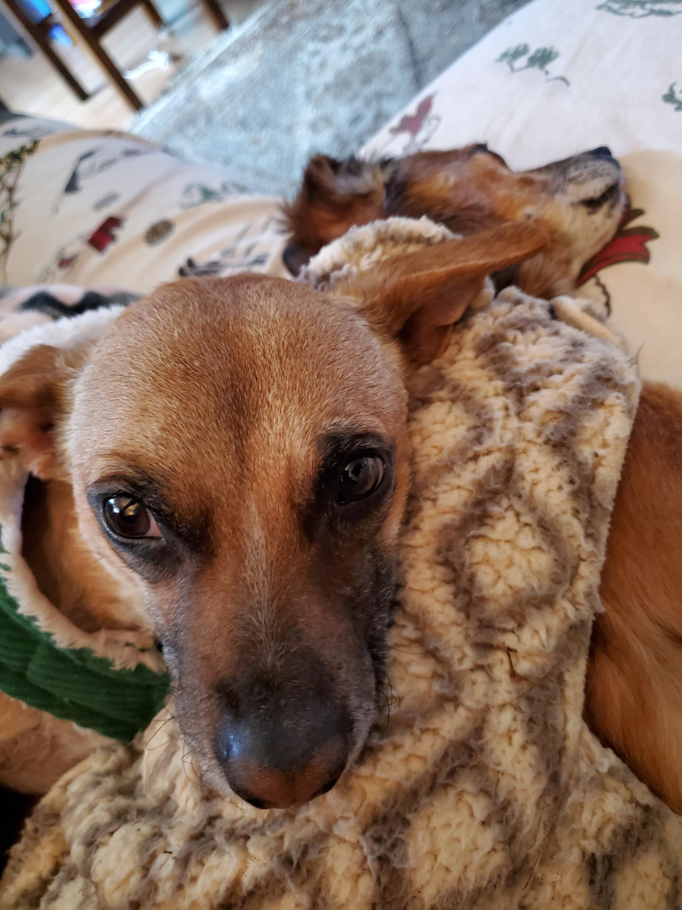 Enlarge Raymond, a ADOPTABLE mixed breed in Santa Rosa, CA image 6/6