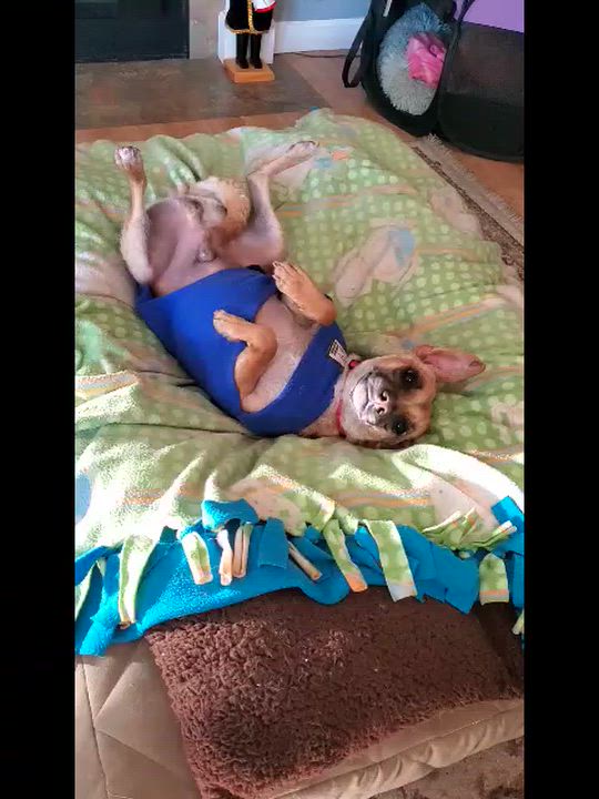 Enlarge Raymond, a ADOPTABLE mixed breed in Santa Rosa, CA video 4/6