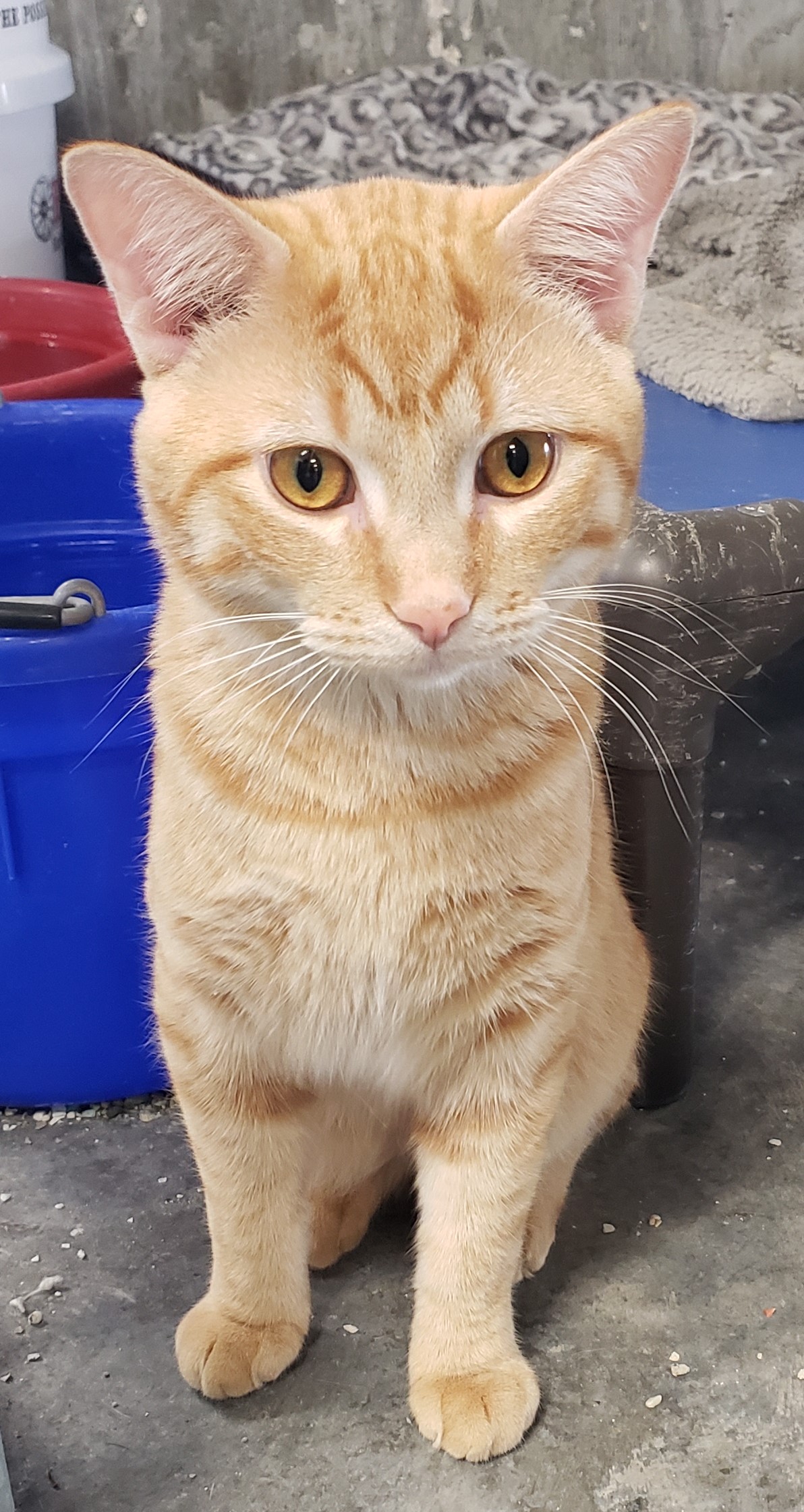Enlarge Taco, a Adopted Tabby in Crystal City, MO image 1/1