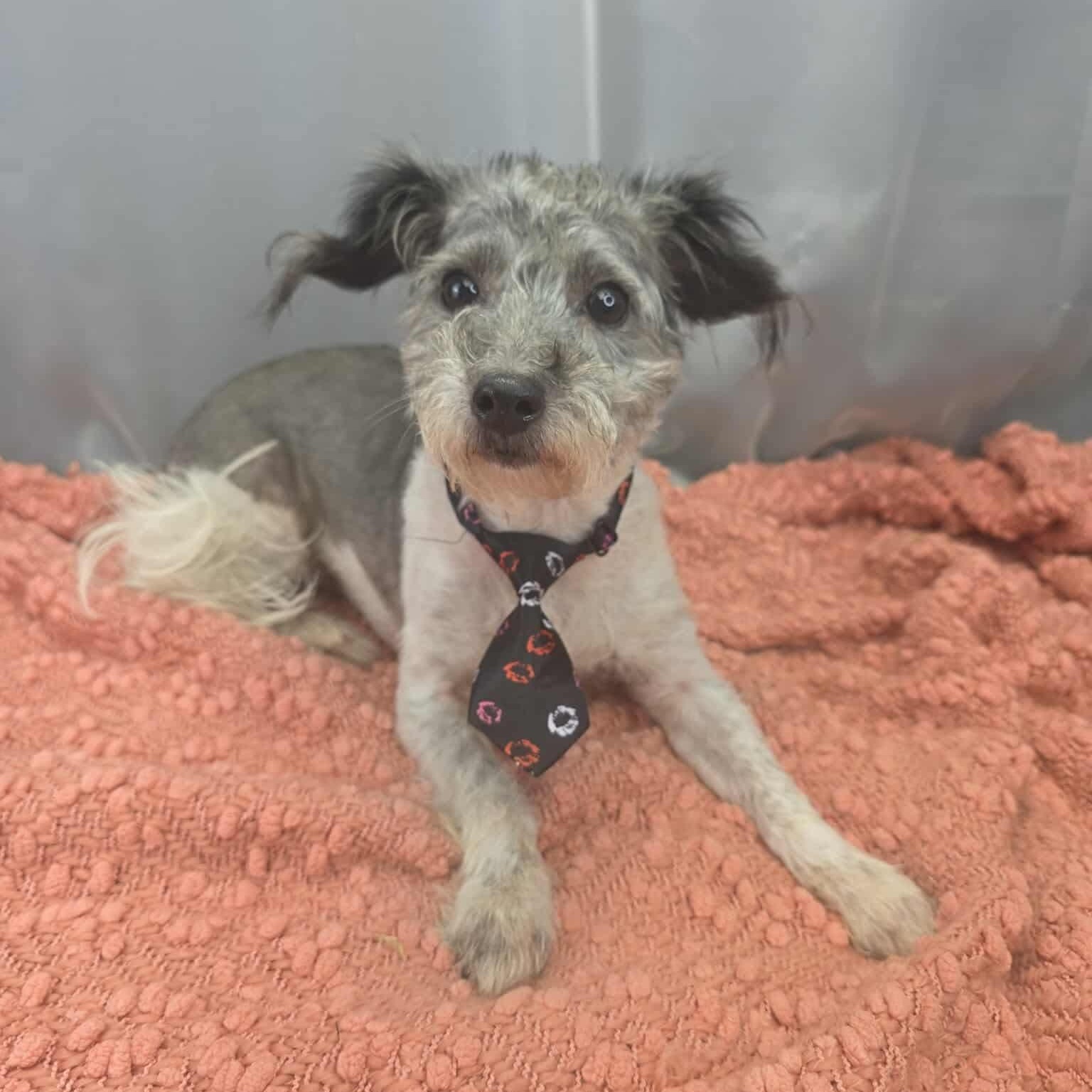 Enlarge Lucky , a Adoptable Norwich Terrier in Southfield , MI image 2/6