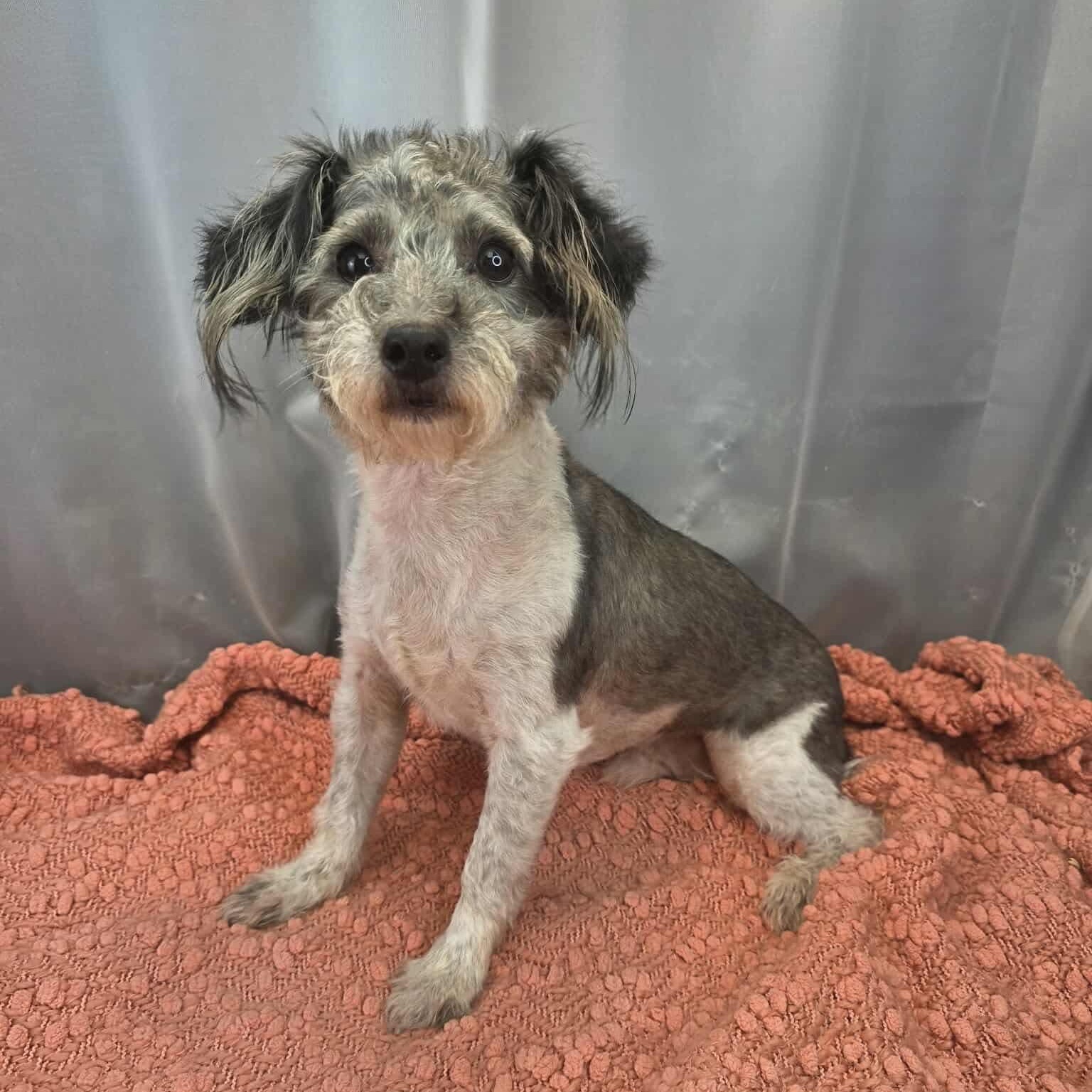 Enlarge Lucky , a Adoptable Norwich Terrier in Southfield , MI image 4/6