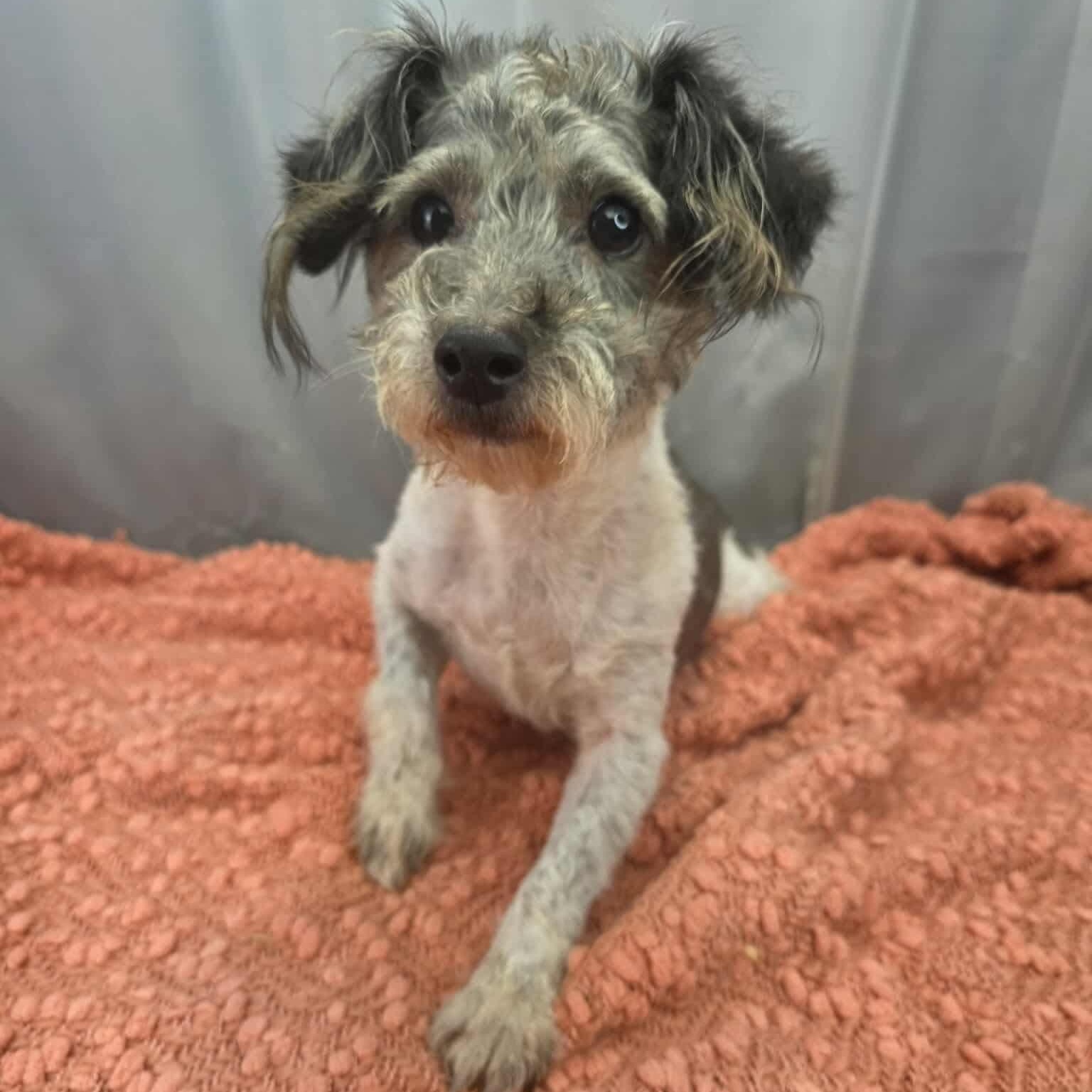 Enlarge Lucky , a Adoptable Norwich Terrier in Southfield , MI image 5/6