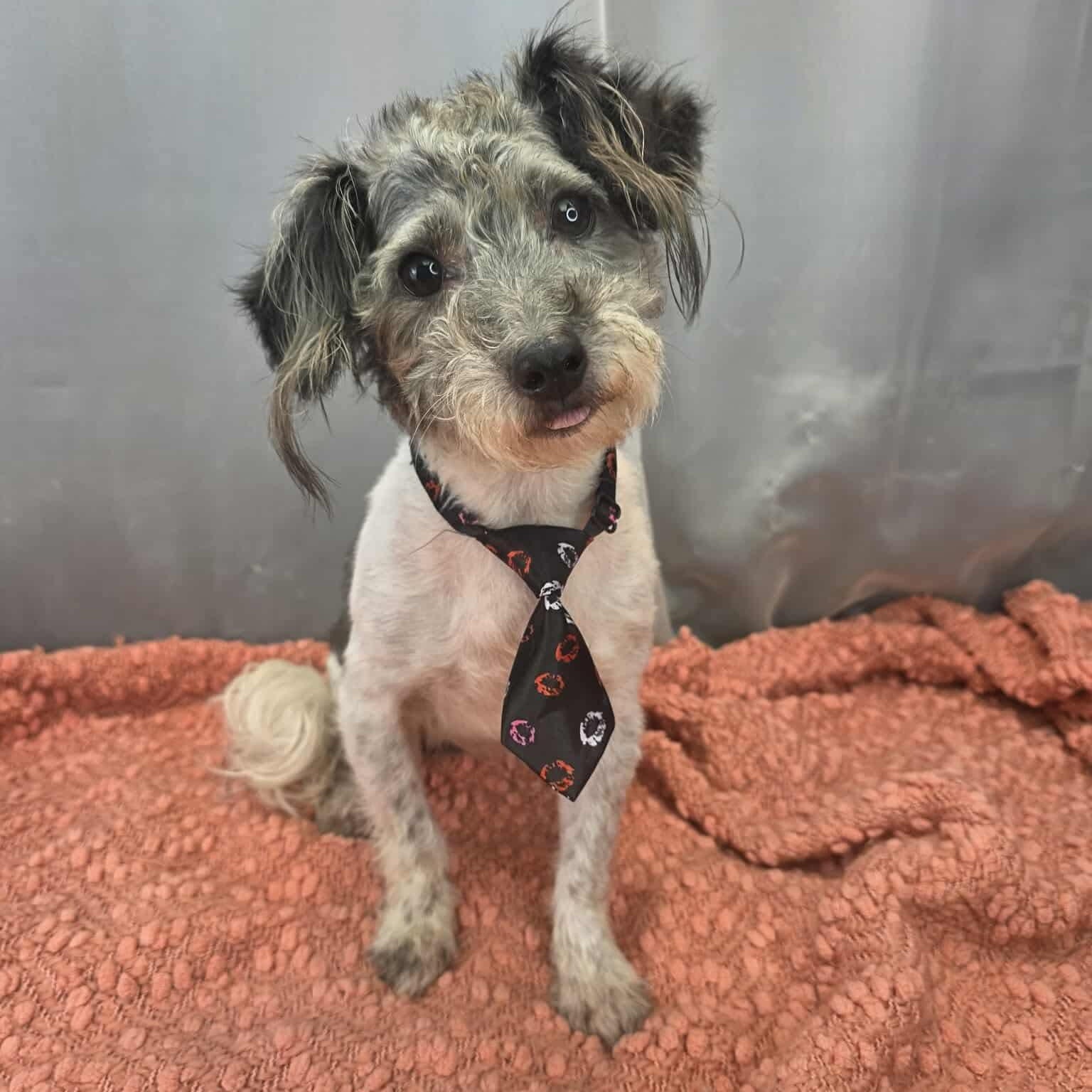 Lucky , Adoptable, Adult Male Norwich Terrier.